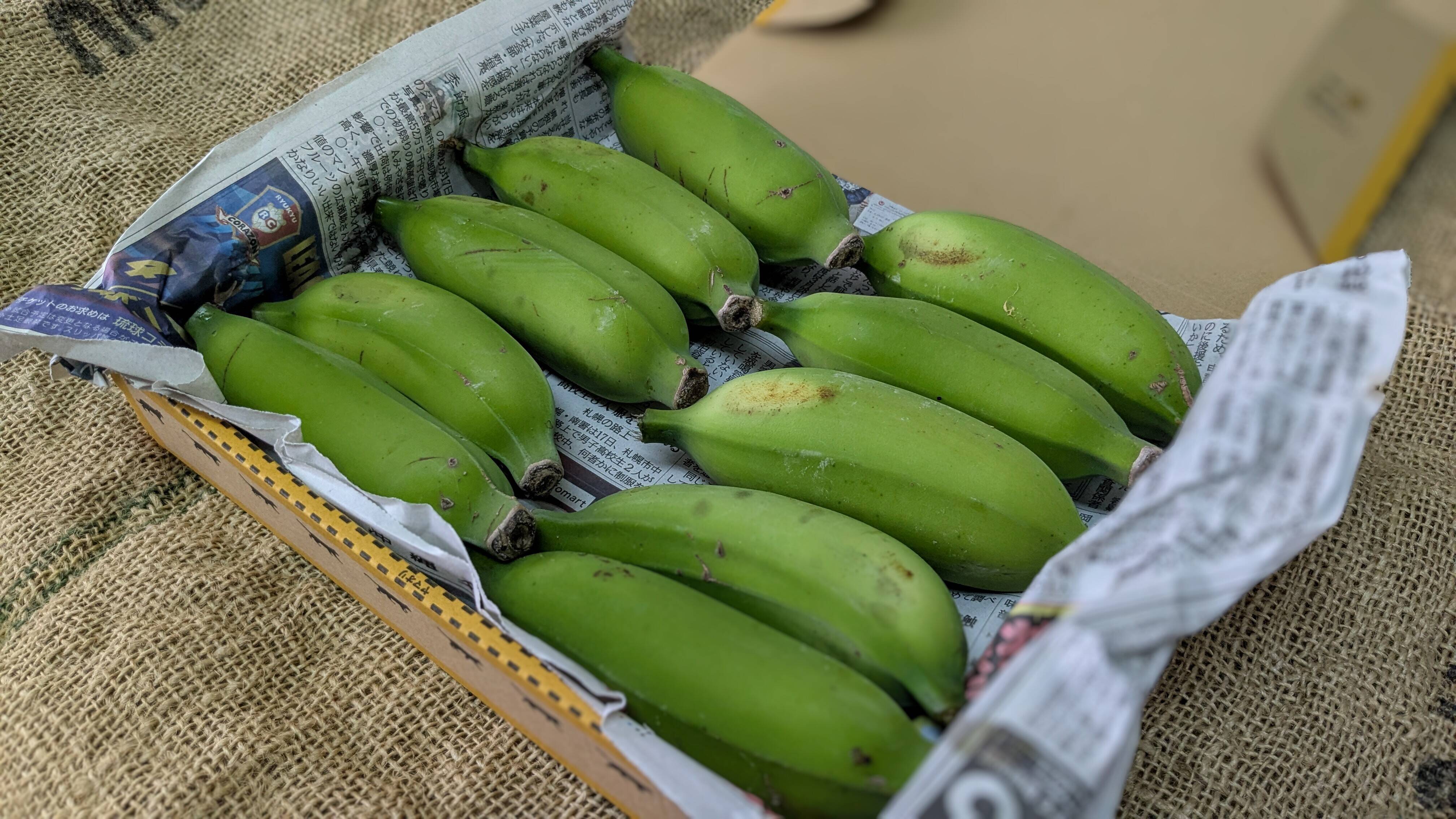 200㎝ 幻の、ゴールデンブラジル◇低木 バナナ◇糖度＝最高峰 耐寒