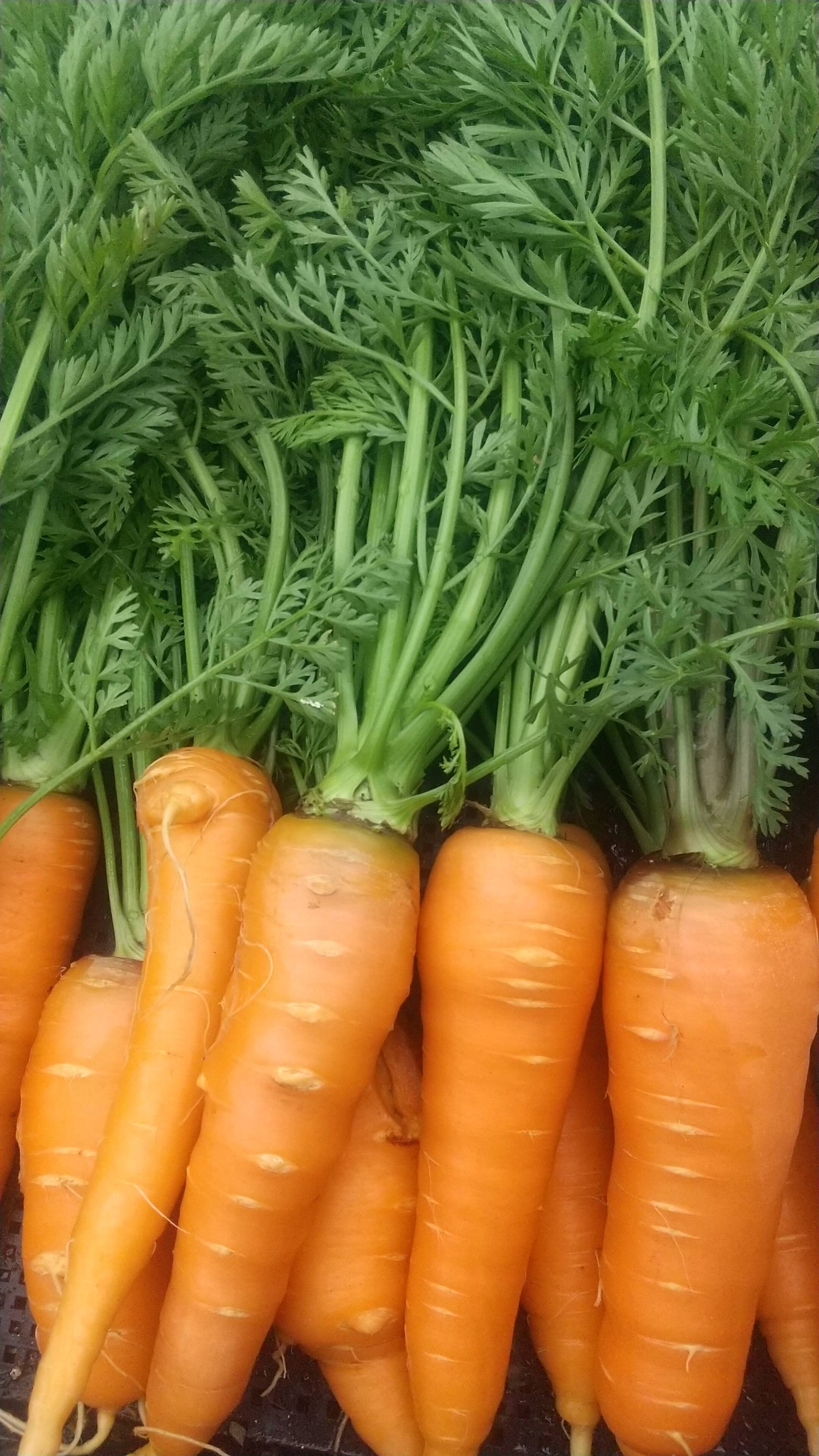 葉つき、自然栽培の人参6kg：神奈川県産の品種おまかせ｜食べチョク