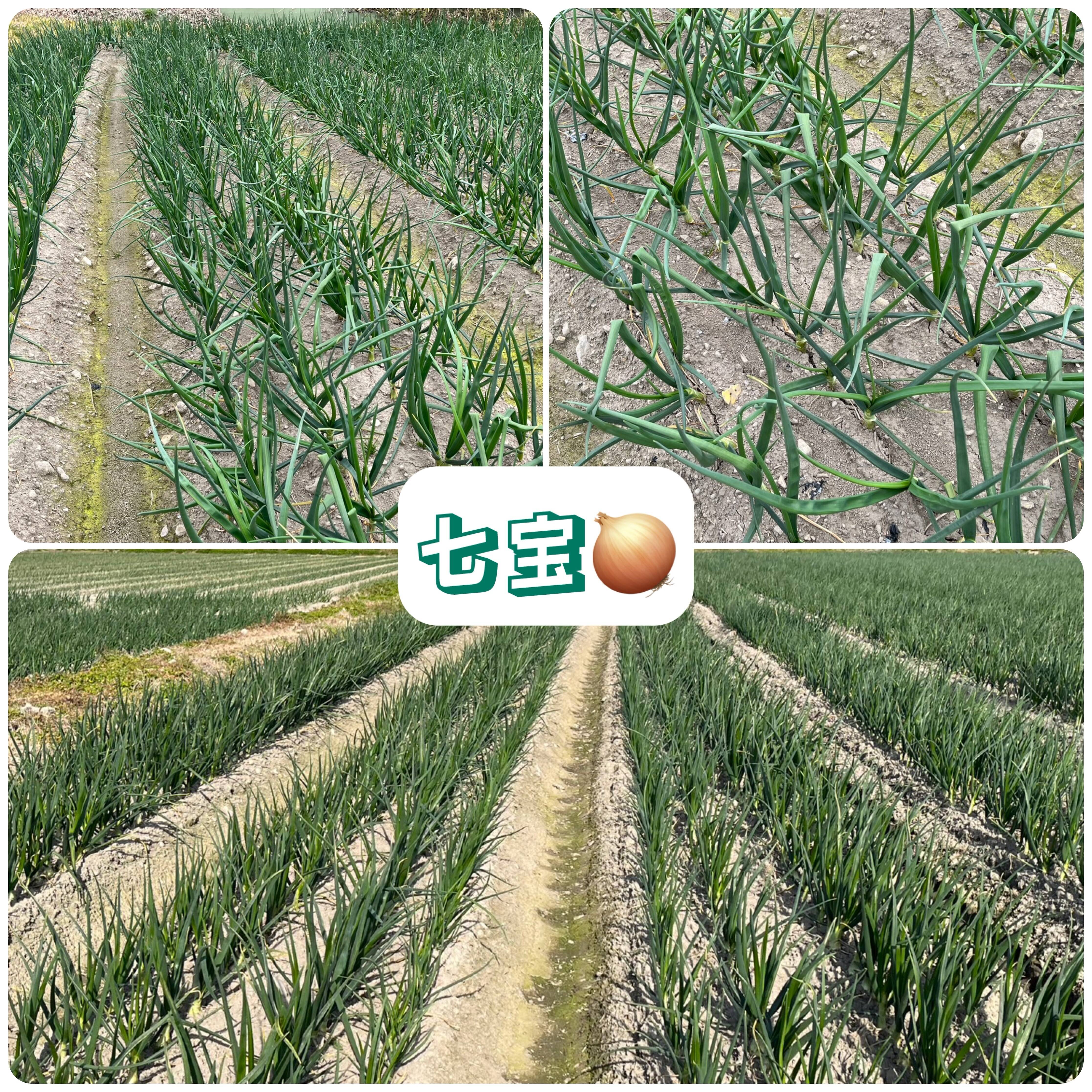 生育診断】淡路島の風を受けて、個性豊かな玉ねぎたちが成長中！｜食べ
