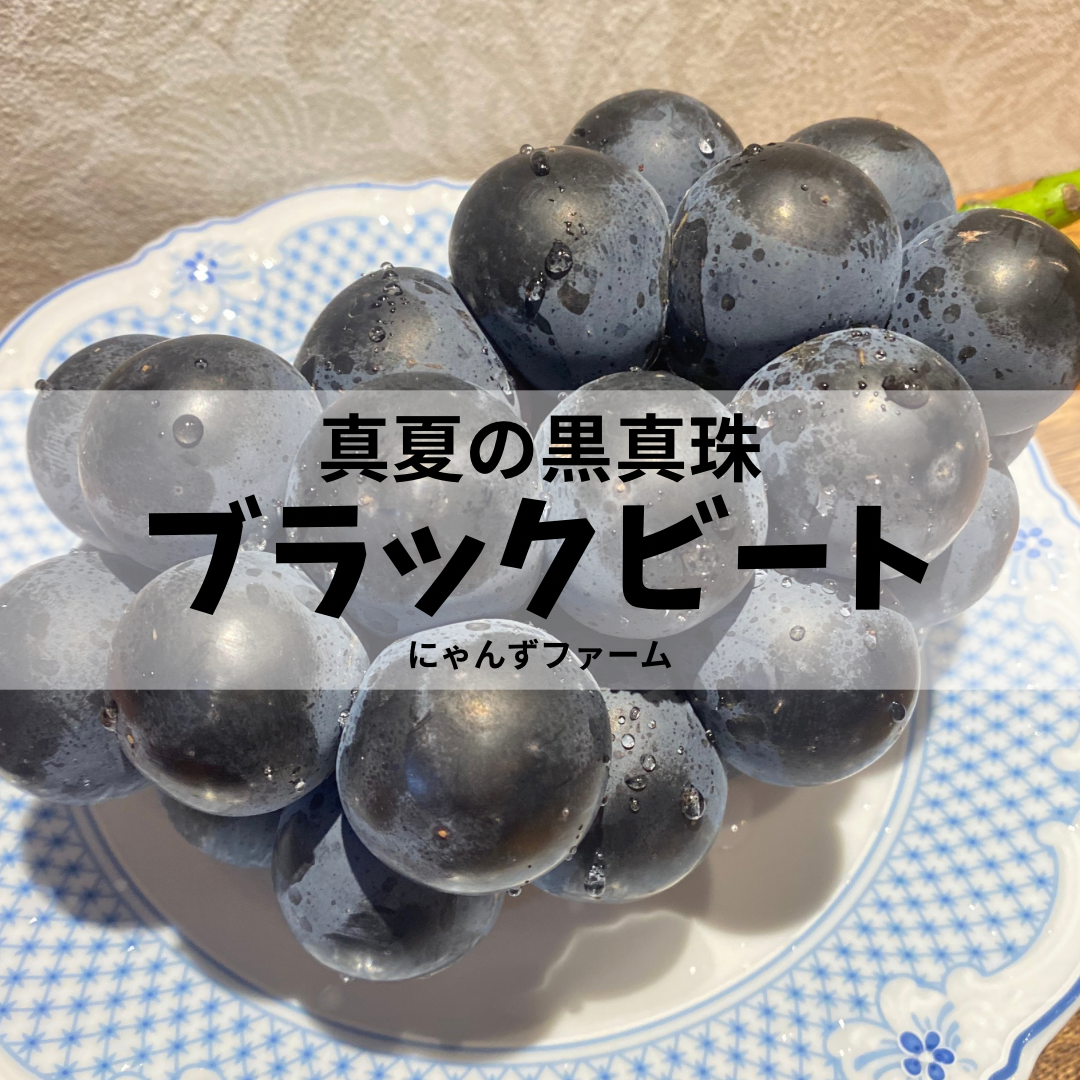特別栽培ぶどう♡真夏の黒真珠♡ブラックビート♡山形県産ぶどう：山形