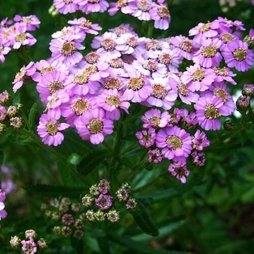 さえらアキアカネエレガントな花柄カーテンレア希少 393b7a1fd867b365af01492fa96409