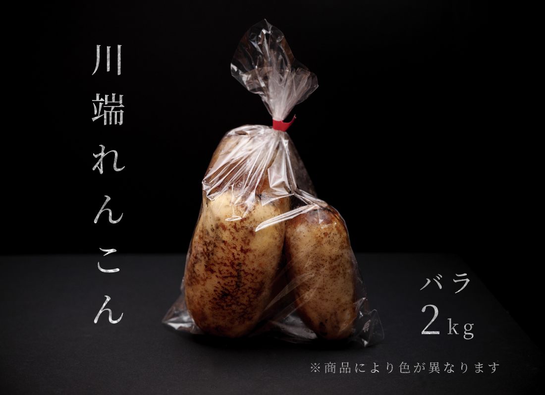 もっちり！シャキシャキ食感！『川端れんこん』2kg袋（石川県産 / 加賀