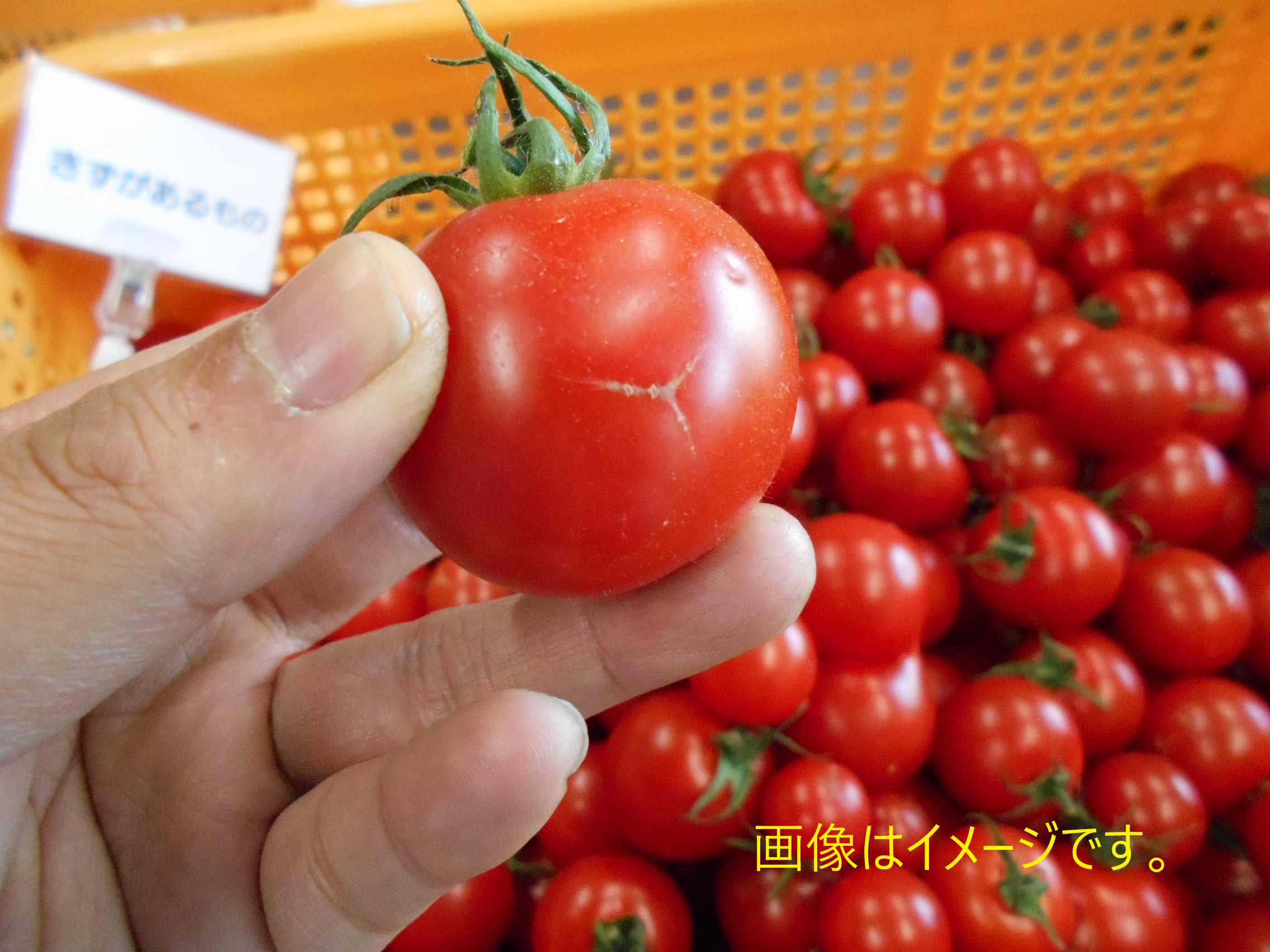 総合福袋 ミディトマト5kg 野菜