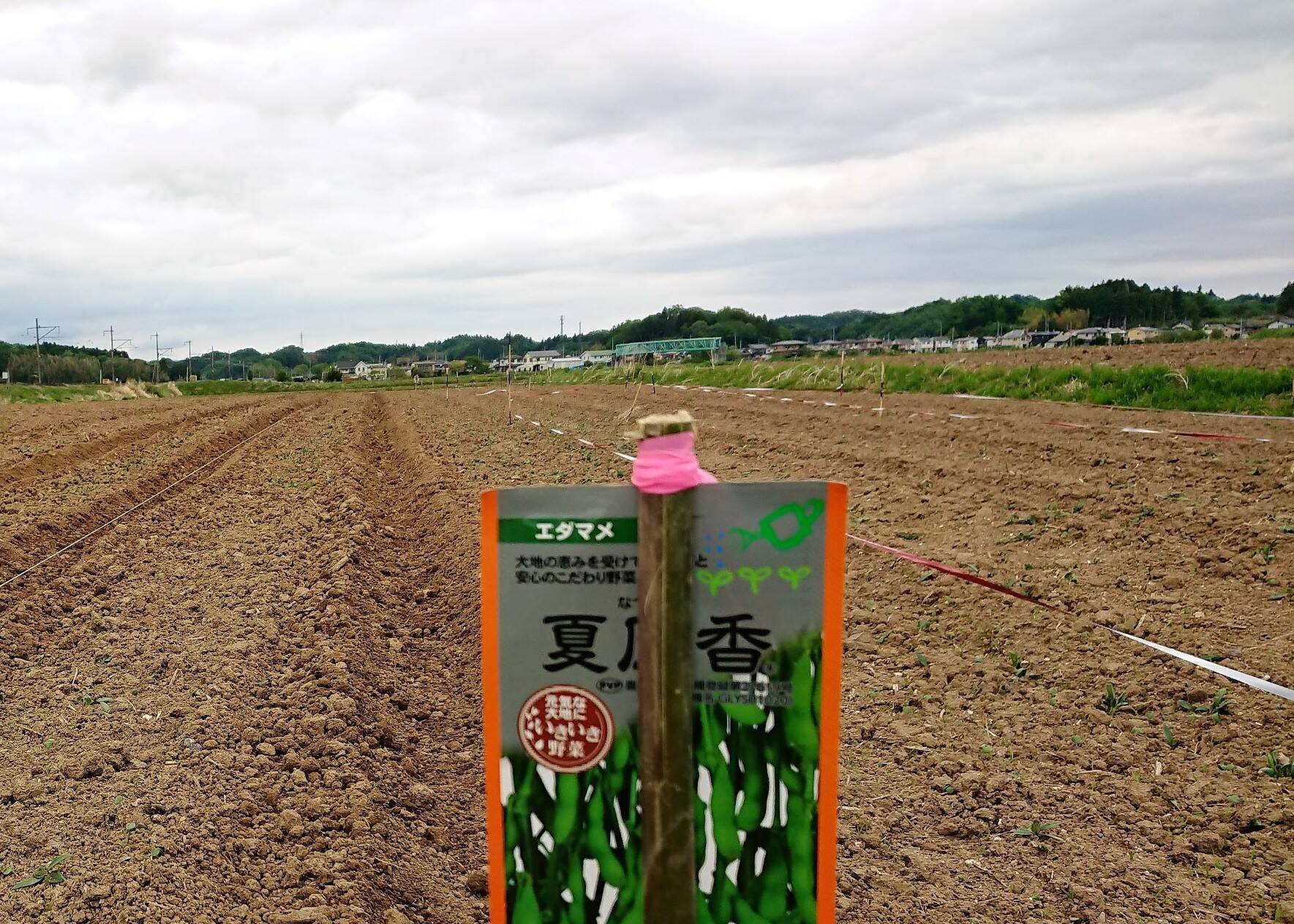 枝豆を播種 ２回目 食べチョク 産地直送 産直 お取り寄せ通販 農家 漁師から旬の食材を直送