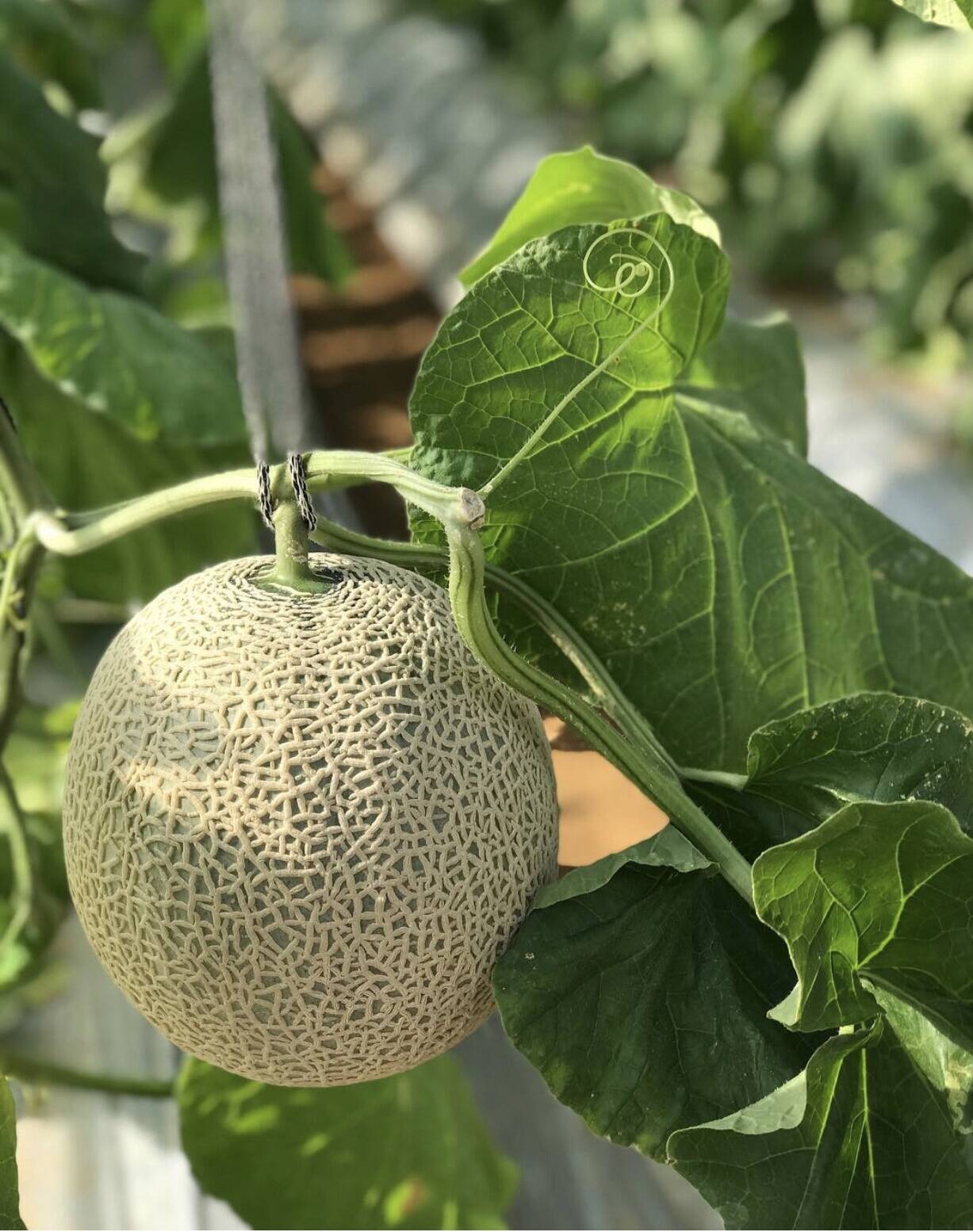 千代田ファームへのレビュー 商品 沖縄県 食べチョク 産地直送 産直 お取り寄せ通販 農家 漁師から旬の食材を直送