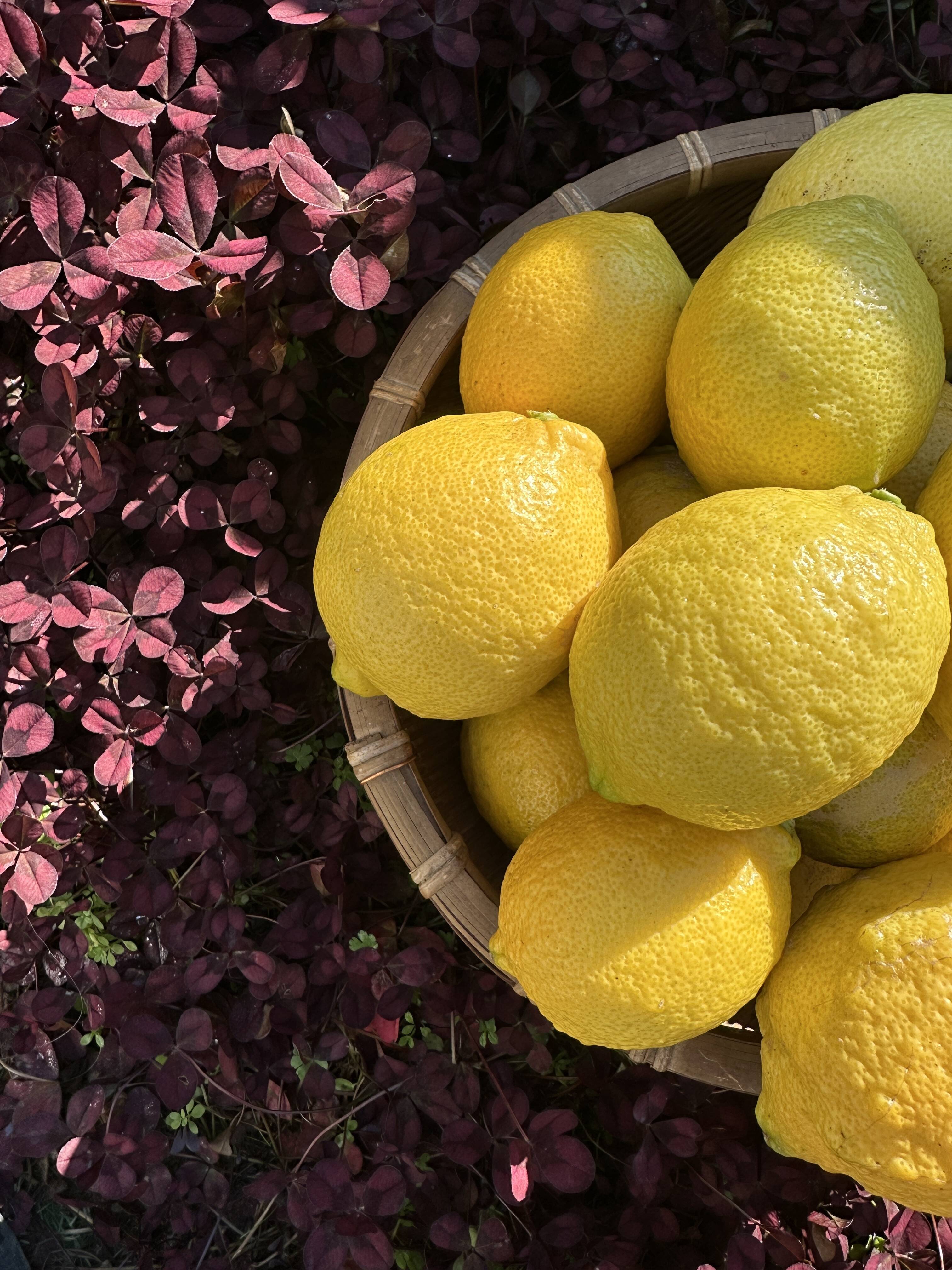 瀬戸内海・大三島の恵🍋農薬不使用レモン〈皮まで使える〉1キロ：愛媛