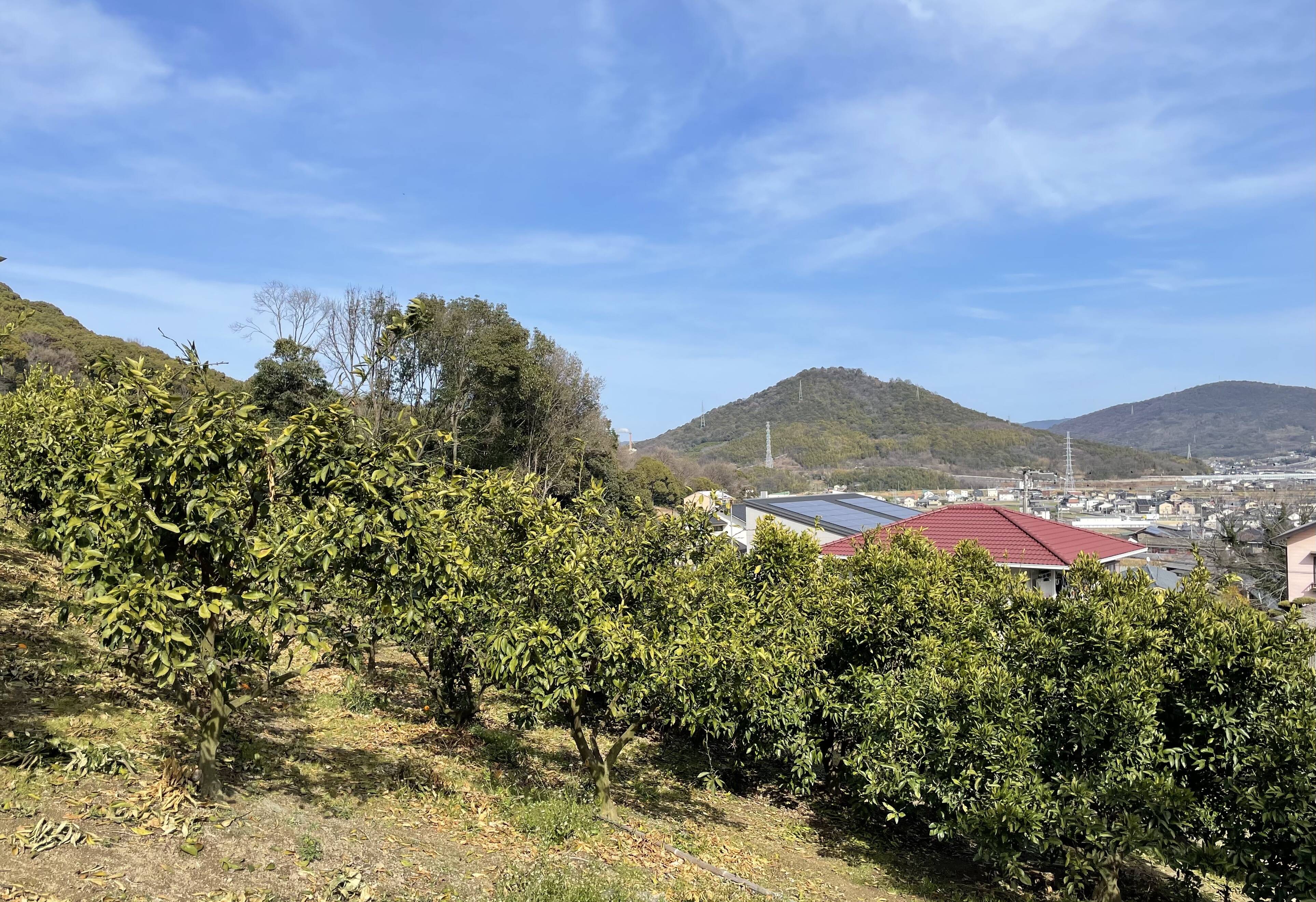 青の山農園へのレビュー・商品：香川県｜食べチョク｜産地直送(産直)お