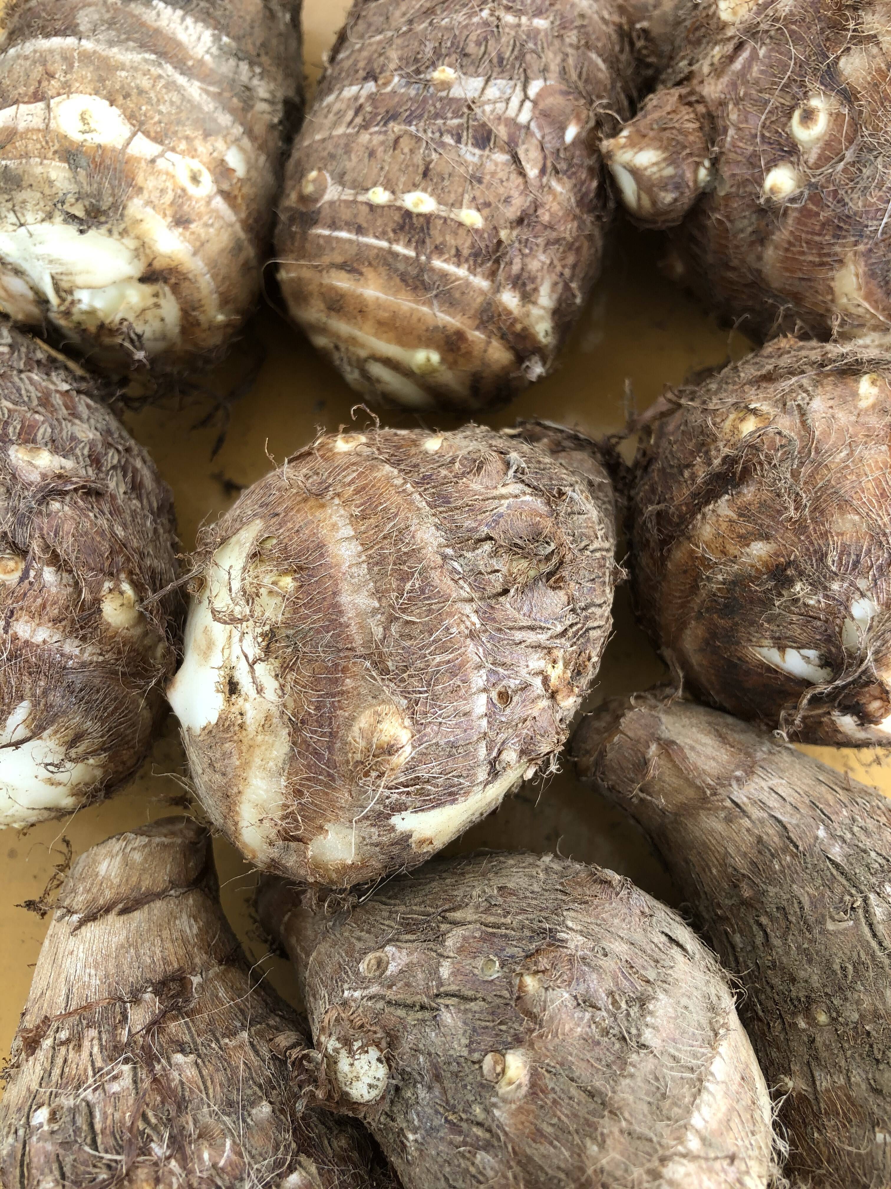 茨城県産　里芋　農薬不使用　箱込み  約1.3～1.4kg