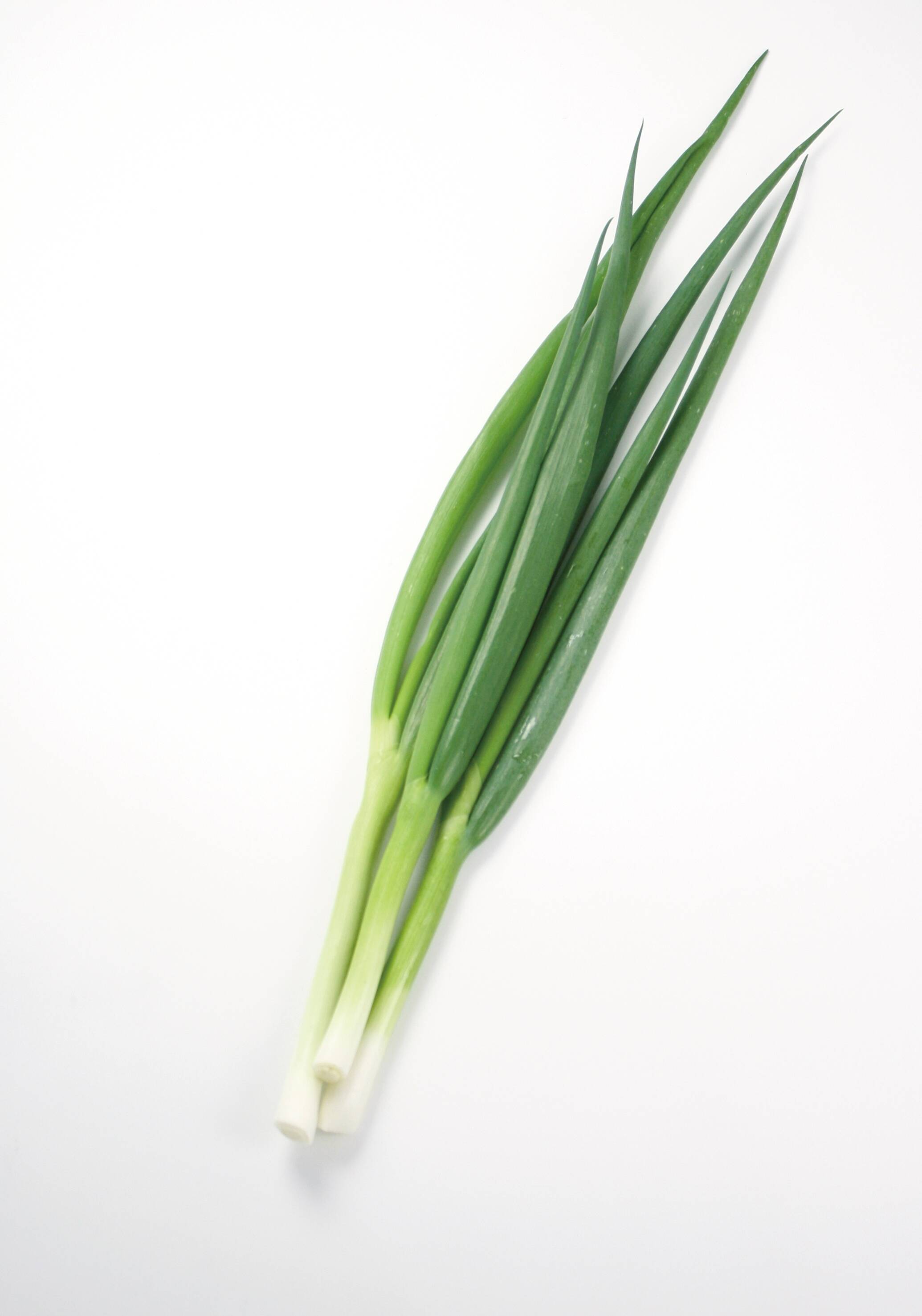 京都府産 九条ねぎ苗 1000本　農家直送　無農薬 京都府産 九条ねぎ苗 1000本 農家直送 無農薬