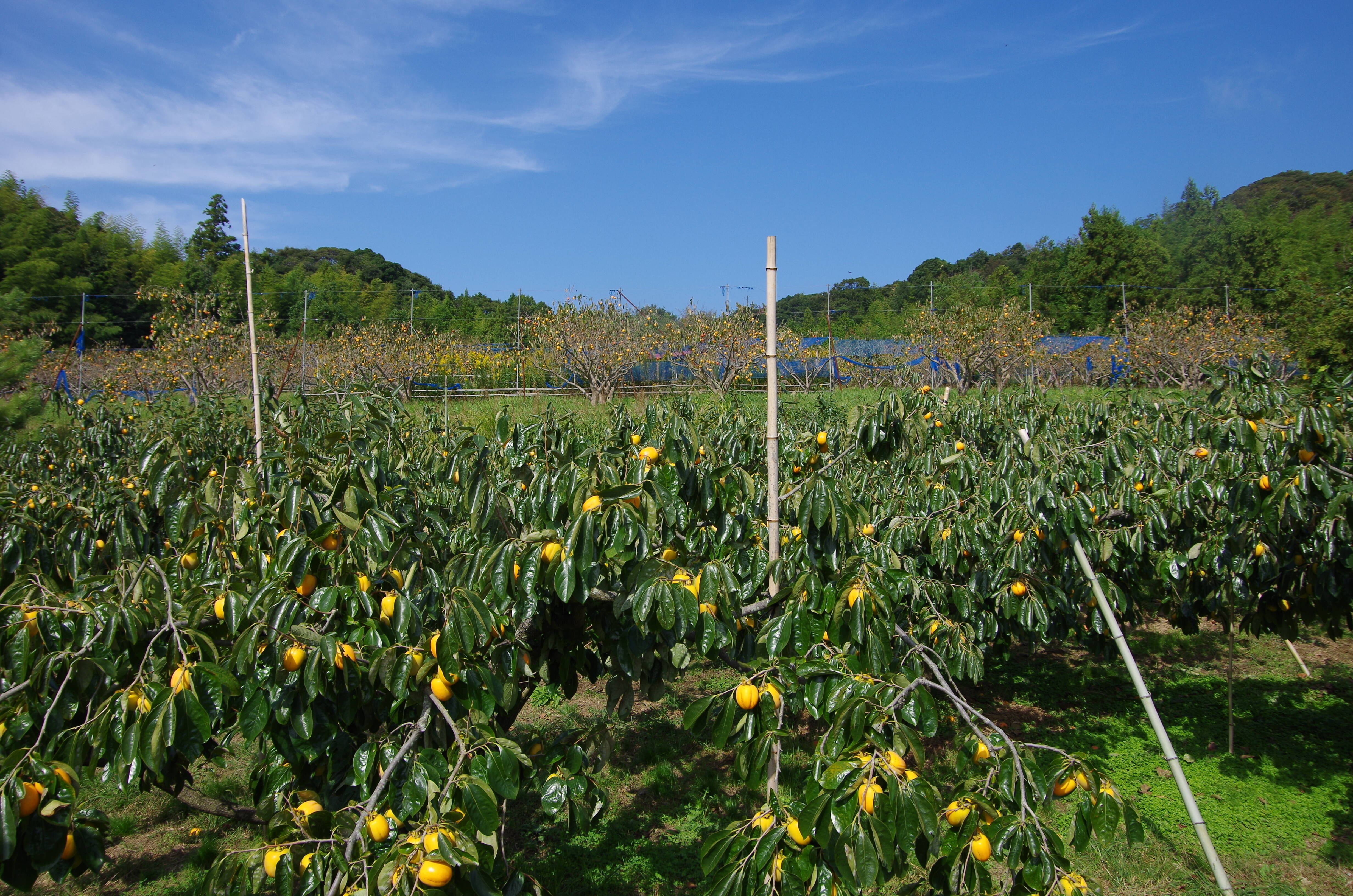 柿壺株式会社へのレビュー・商品:島根県|食べチョク|産地直送 柿壺株式会社へのレビュー・商品:島根県|食べチョク|産地直送