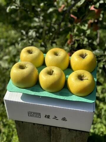 青森県産＂ シナノゴールド ＂りんご 加工用 30kg 産地直送 リンゴ 林檎 青森県産りんご シナノゴールド 家庭用 【2㎏ 5～10個入り