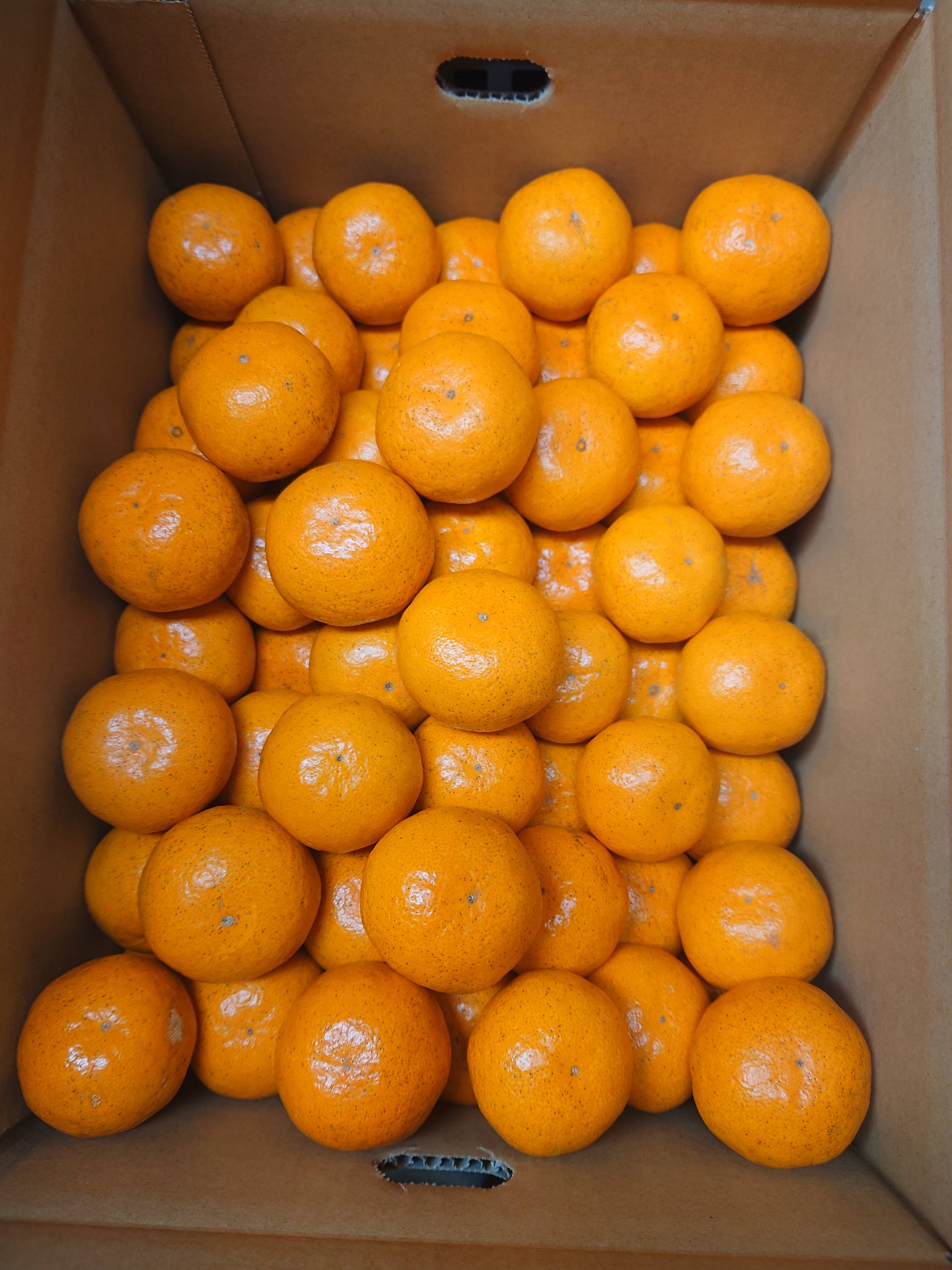 【数量限定】甘味と酸味のバランスがとれた完熟みかん（5㎏）：和歌山県産のみかん・柑橘類｜食べチョク｜産地直送(産直