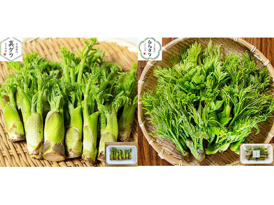 3月10日頃から順次発送】タラの芽 真ダラ・もちタラ 食べ比べセット