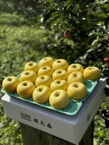 青森県産りんご シナノゴールド 家庭用5㎏【10～23個入り】：青森県産