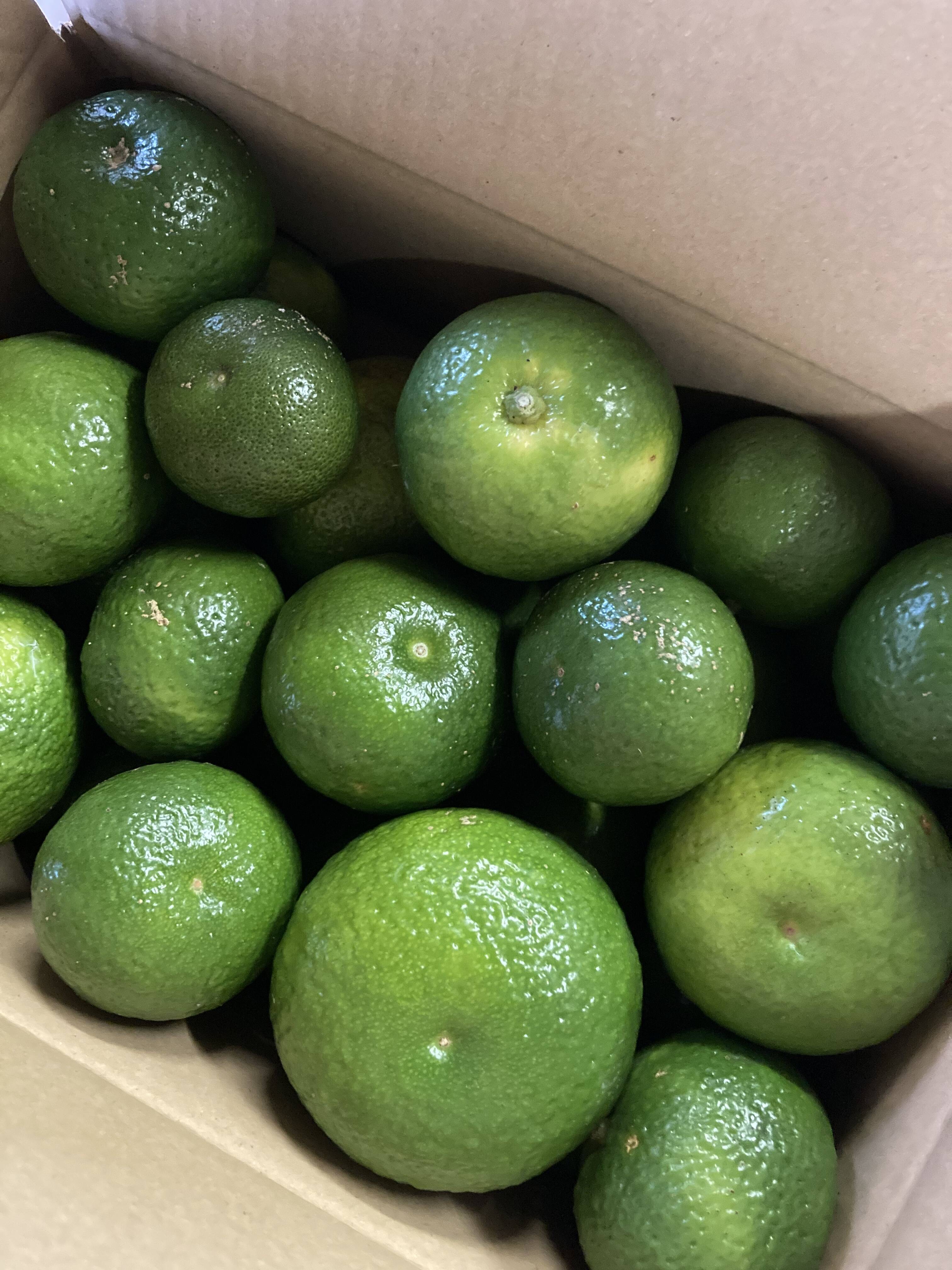 幻の柑橘【直七】なおしち ☆お試しサイズ☆約2kg〜2.5kg：高知県産の