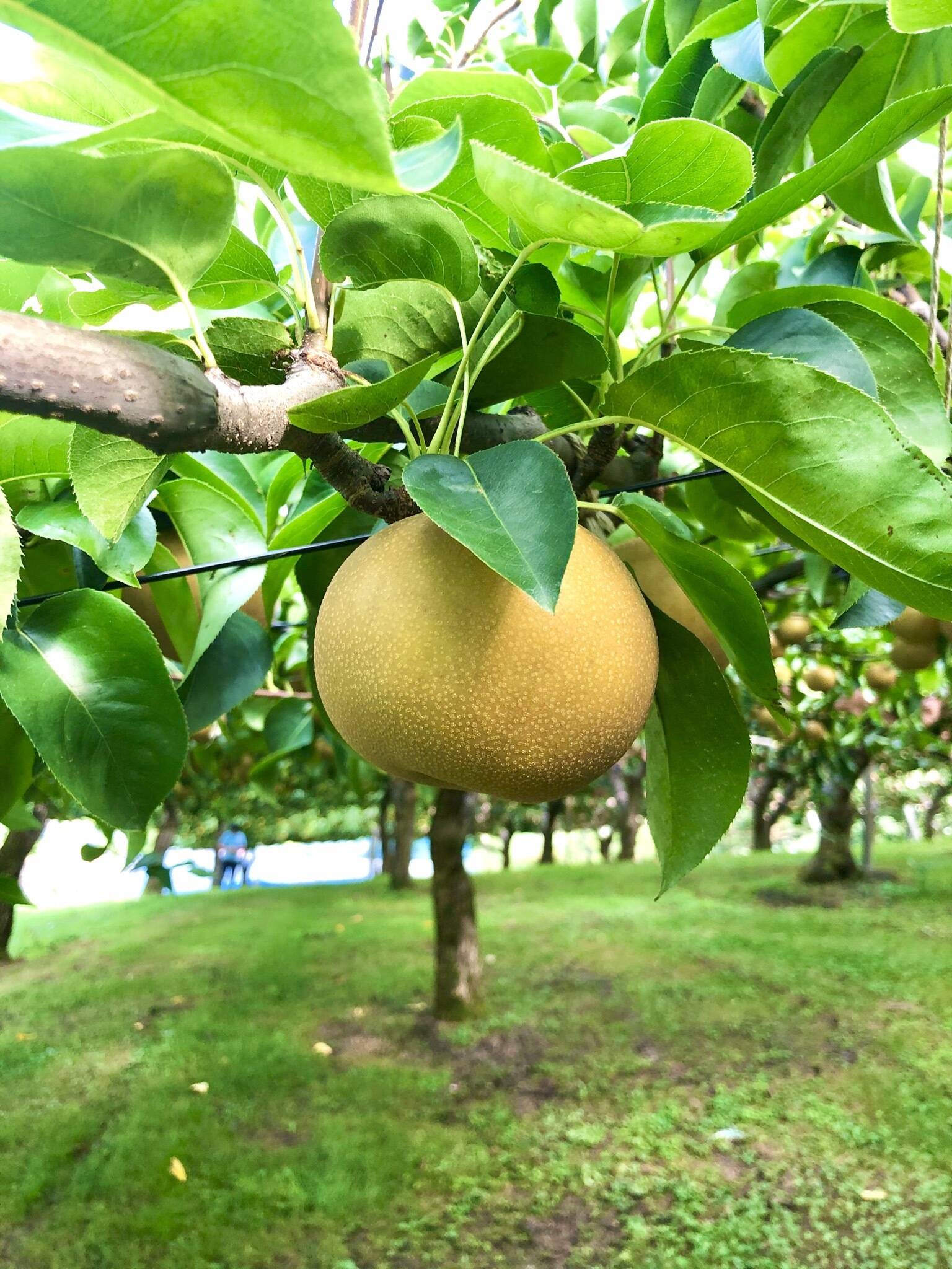 ちー 豊水 予約 令和9年9月発送【予約】梨 豊水 良品5kg‼️長野県産：長野県産の豊水