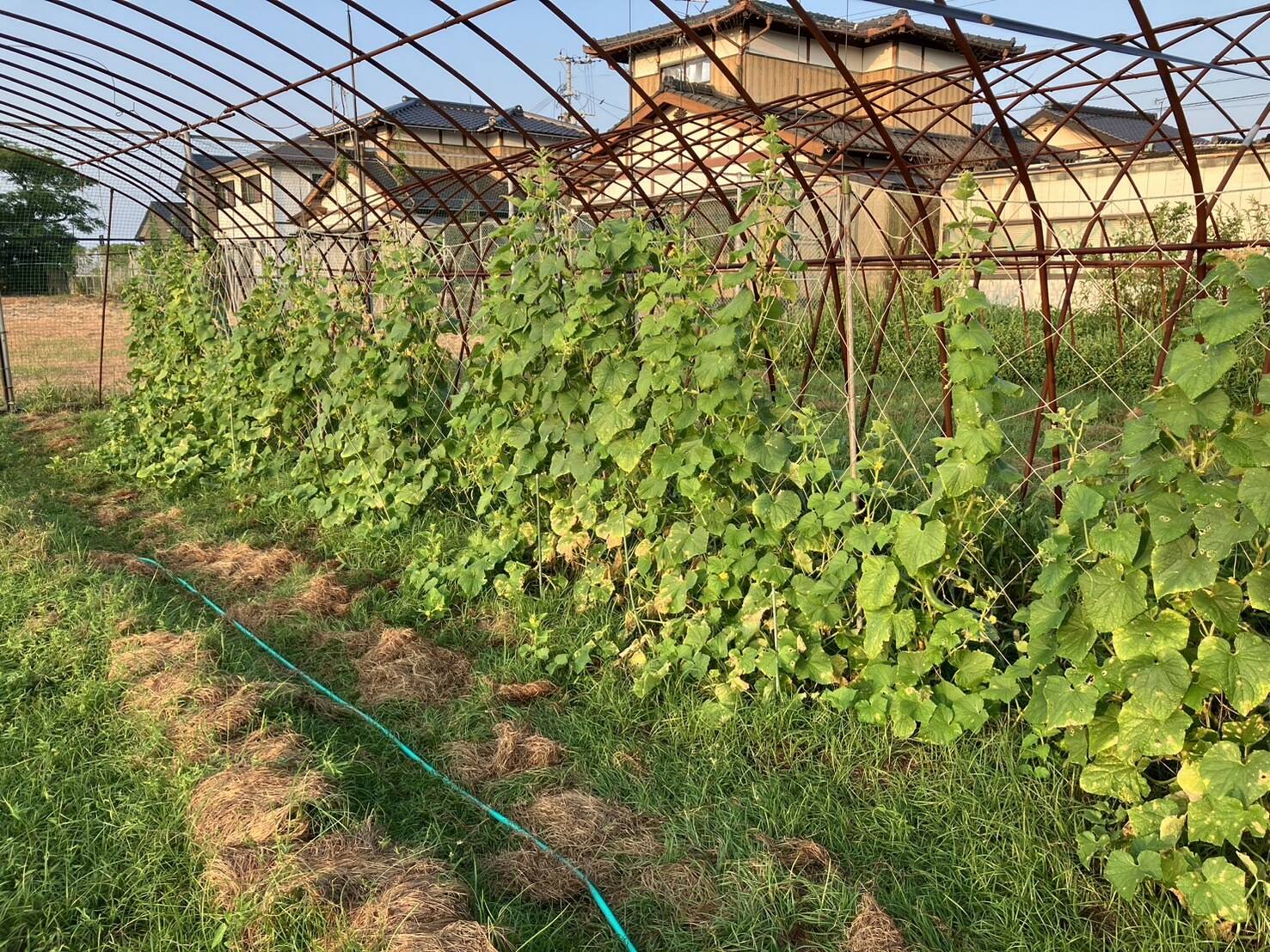 専用商品　チョク様 家庭菜園キュウリは無農薬栽培｜食べチョク｜産地直送(産直)お