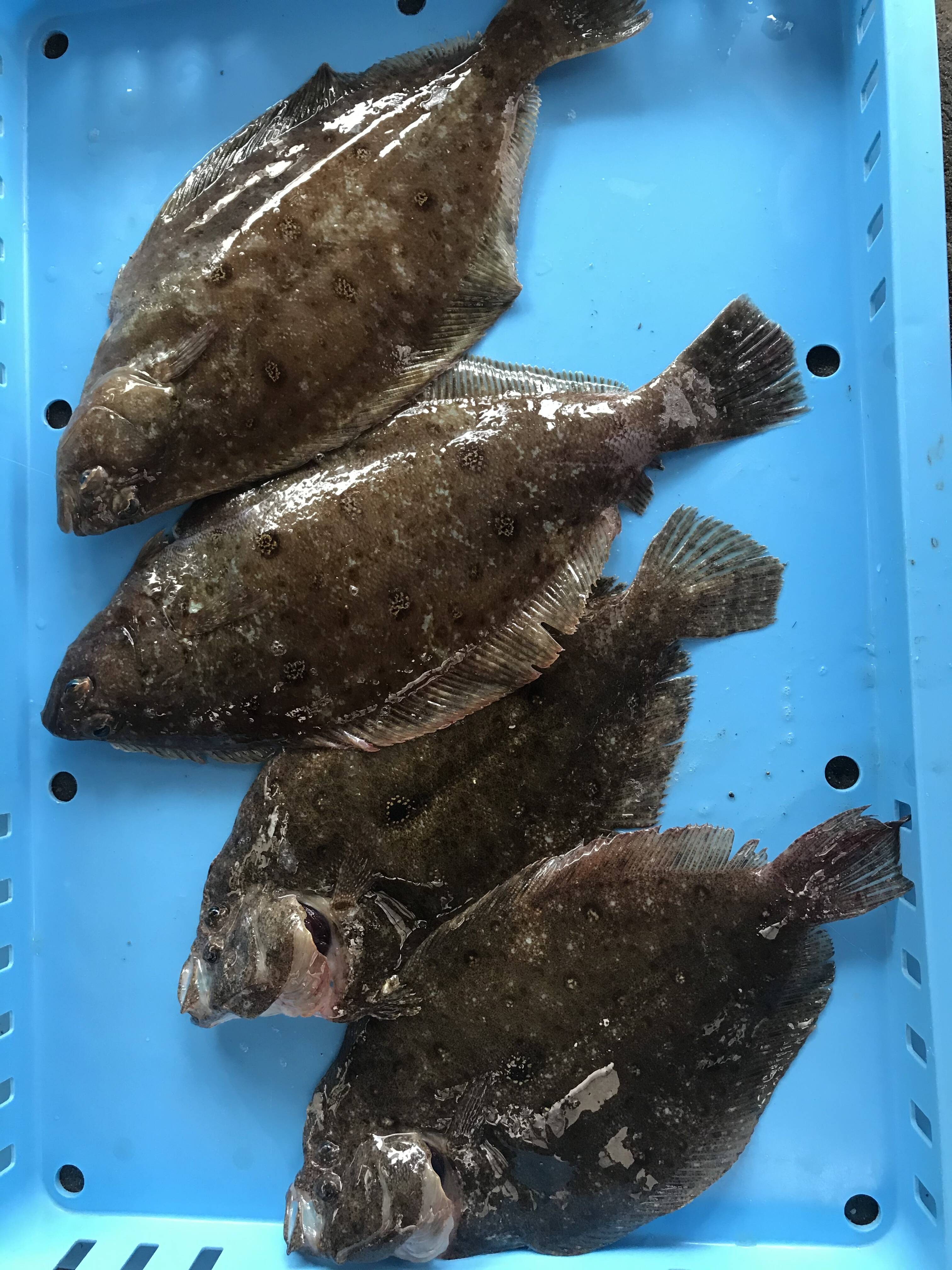 食べ比べ ムシカレイ ガンゾウヒラメ 詰め合わせセット 6 8匹入り 千葉県産 食べチョク 農家 漁師の産直ネット通販 旬の食材を生産者直送