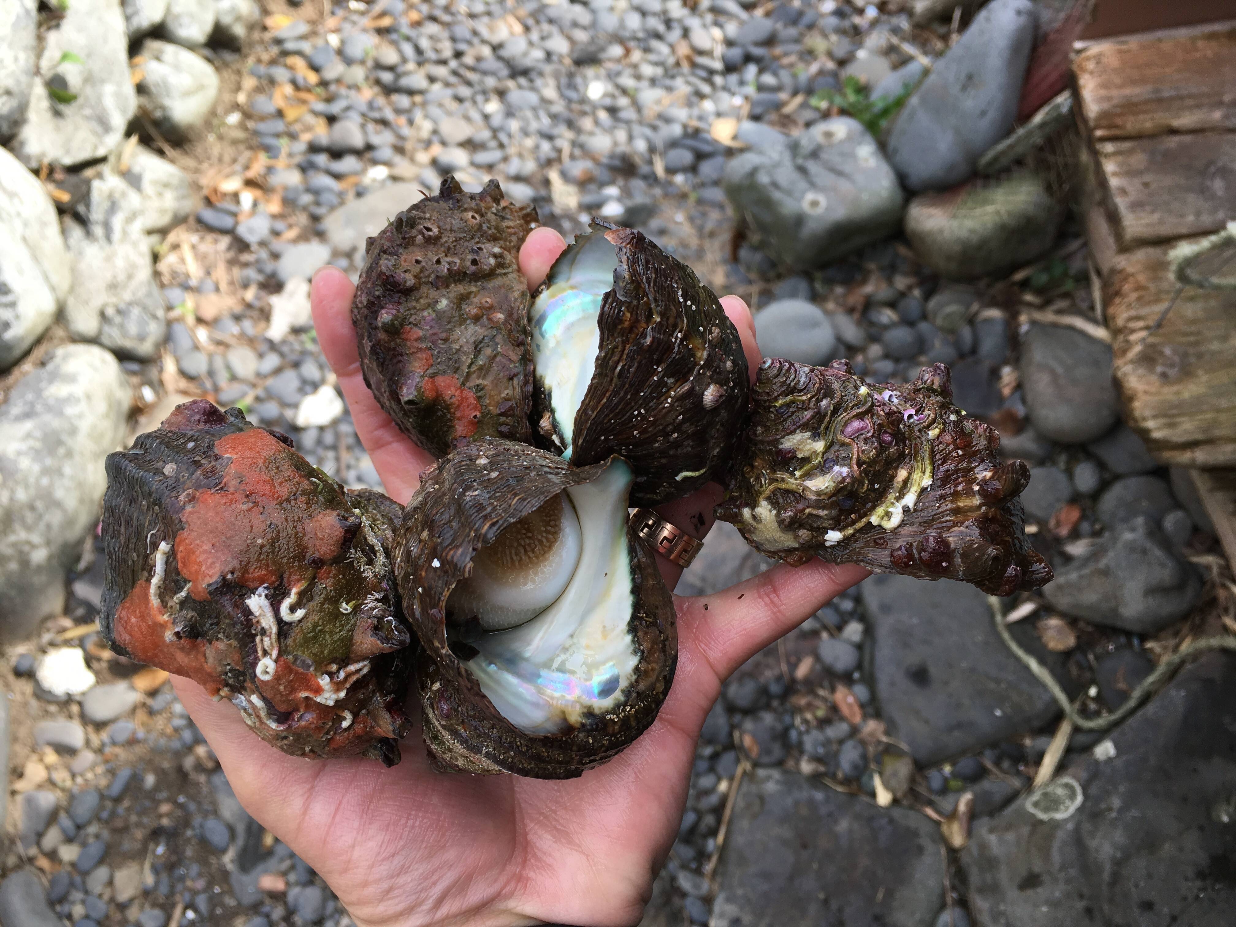 海女が獲った天然物 サザエ 2kg 壺焼き 刺身 炊き込みご飯などにオススメ 三重県産 食べチョク 農家 漁師の産直ネット通販 旬の食材を生産者直送