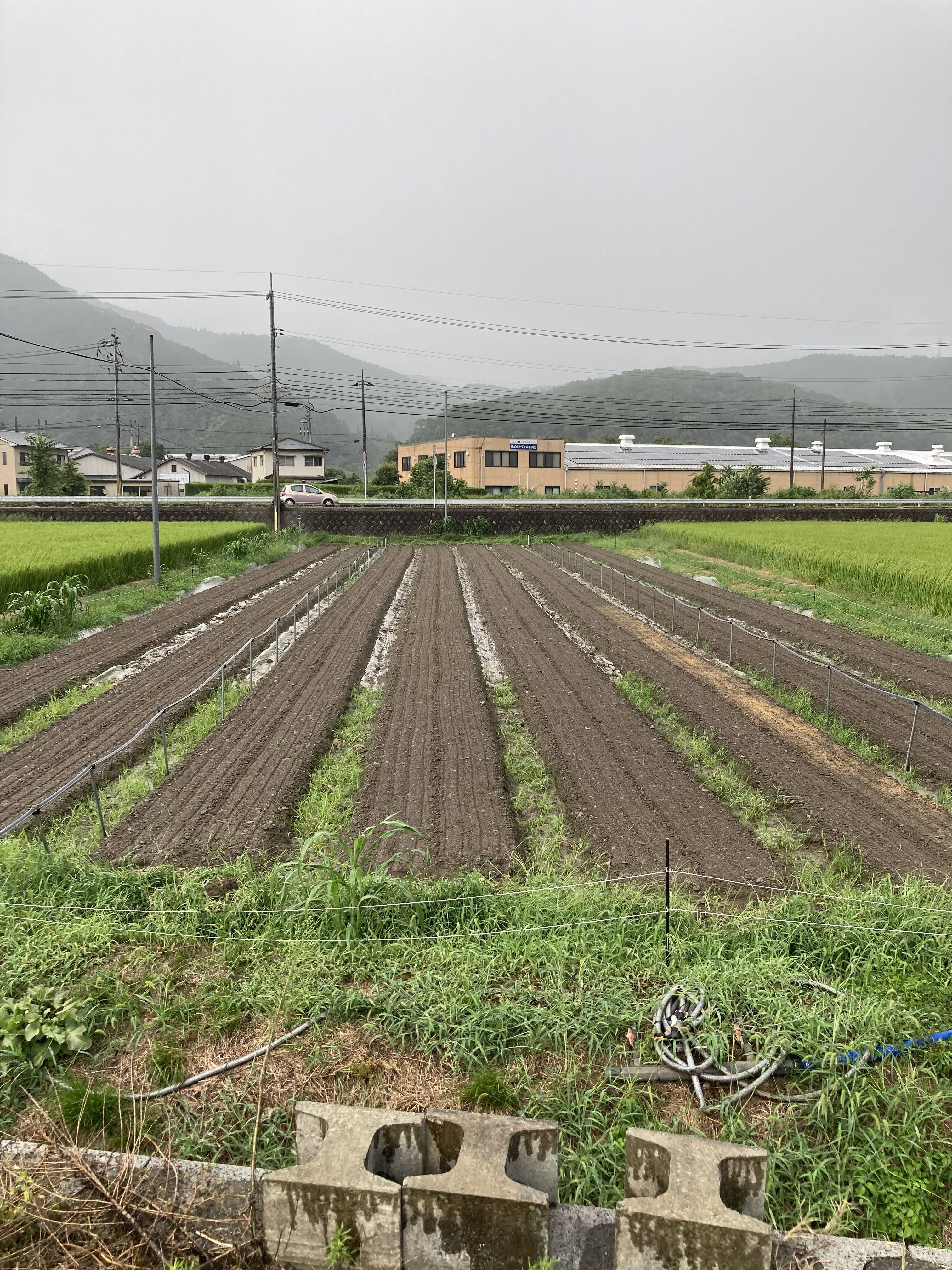 2025/9/7 ゲリラ豪雨でやられた人参畑蒔き直し!｜食べチョク｜産地直送