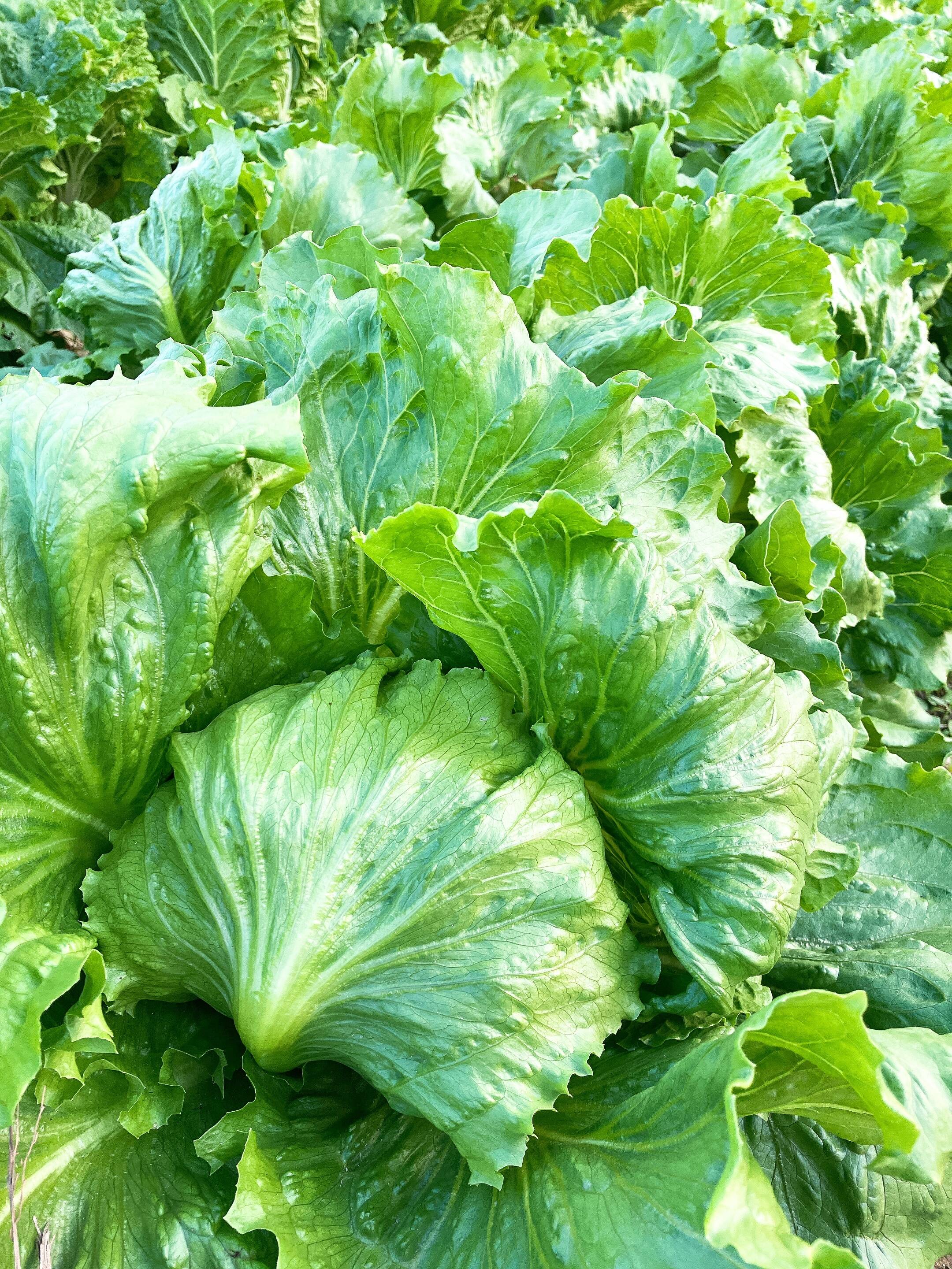 朝どれ】【クール便】新鮮採れたてレタス4玉入れてお届け‼️：兵庫県産 