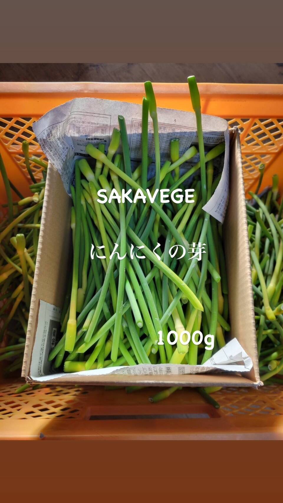 期間限定販売》 採れたて新鮮 にんにくの芽 1000g：香川県産のその他