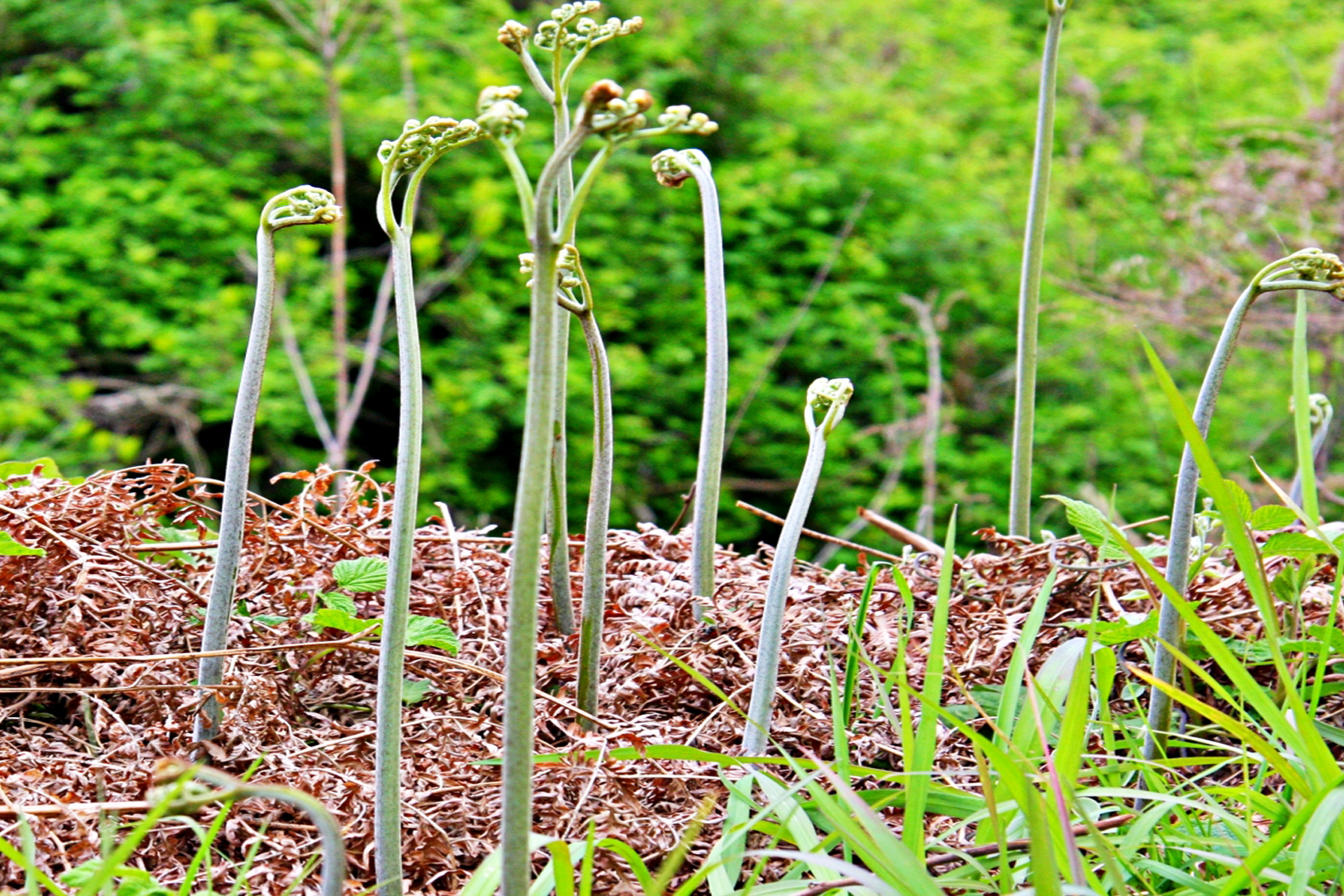 ワラビ わらび 山菜 天然物 アク取り用の炭付き 約600g 長野