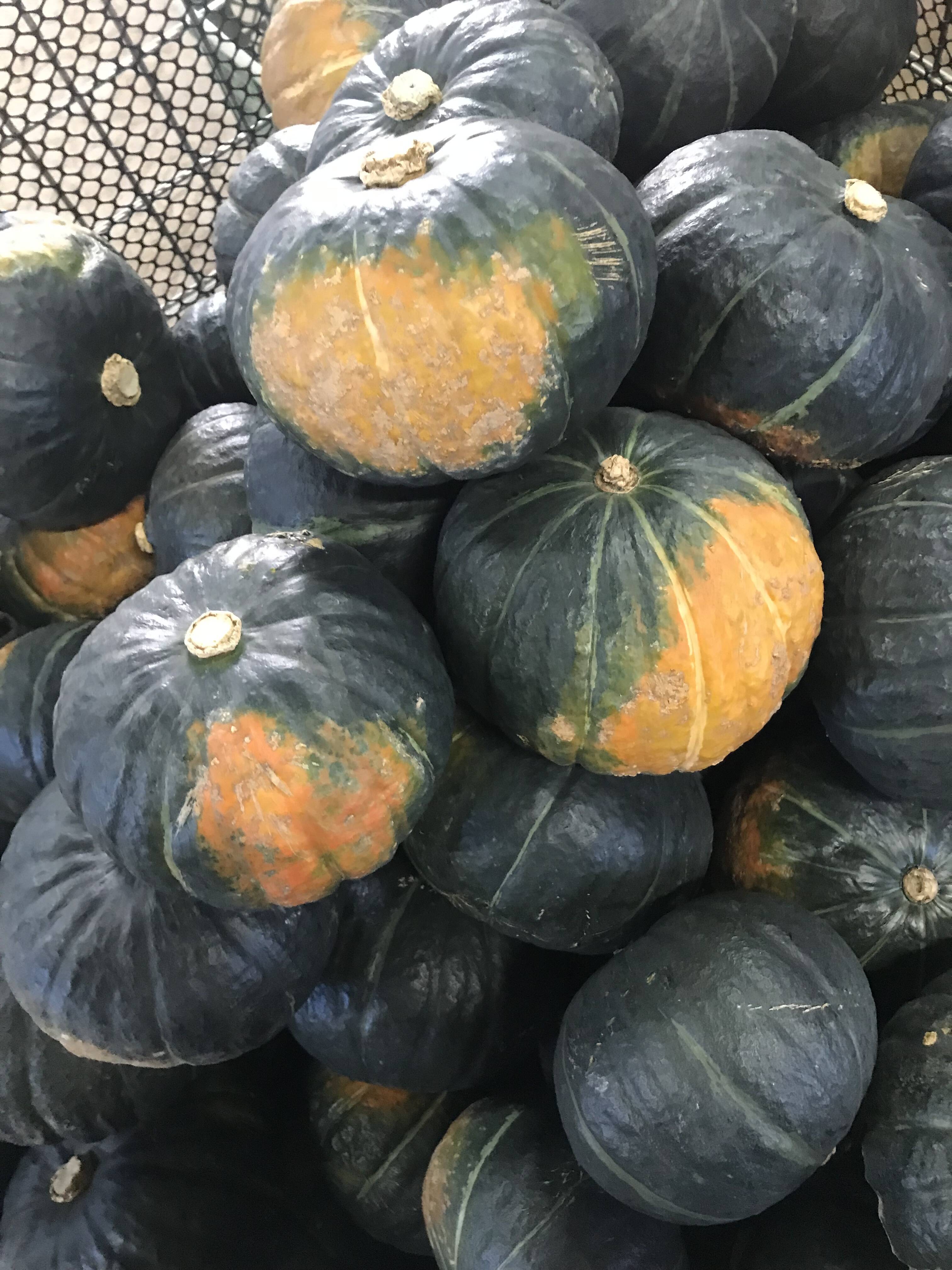 かお？c特濃 こふきかぼちゃ 北海道産 北海道産》かぼちゃ~特濃こふき~5kg：北海道産の野菜｜食べチョク