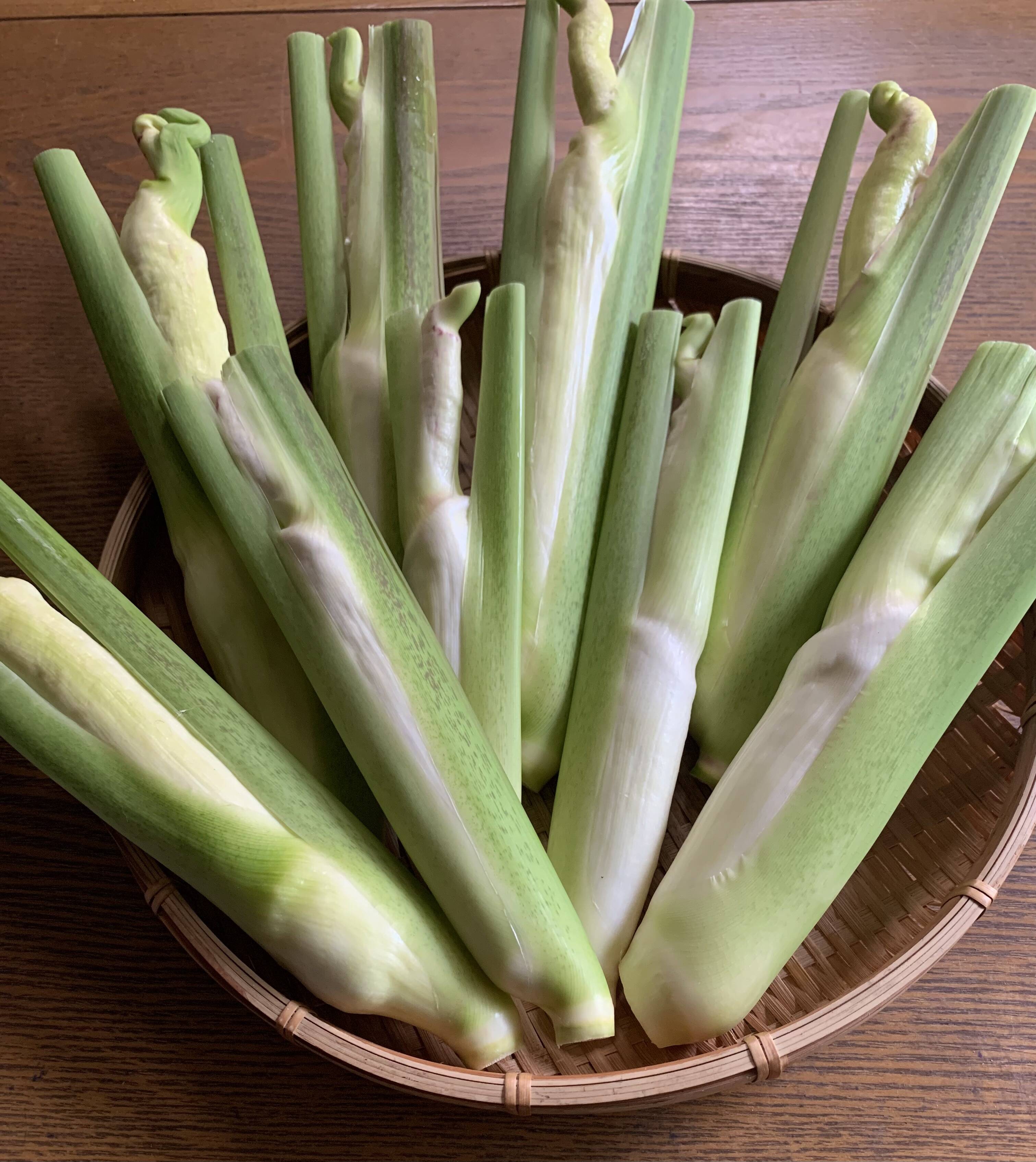 完全自然栽培】のマコモダケ1キロ：長野県産のマコモダケ｜食べチョク