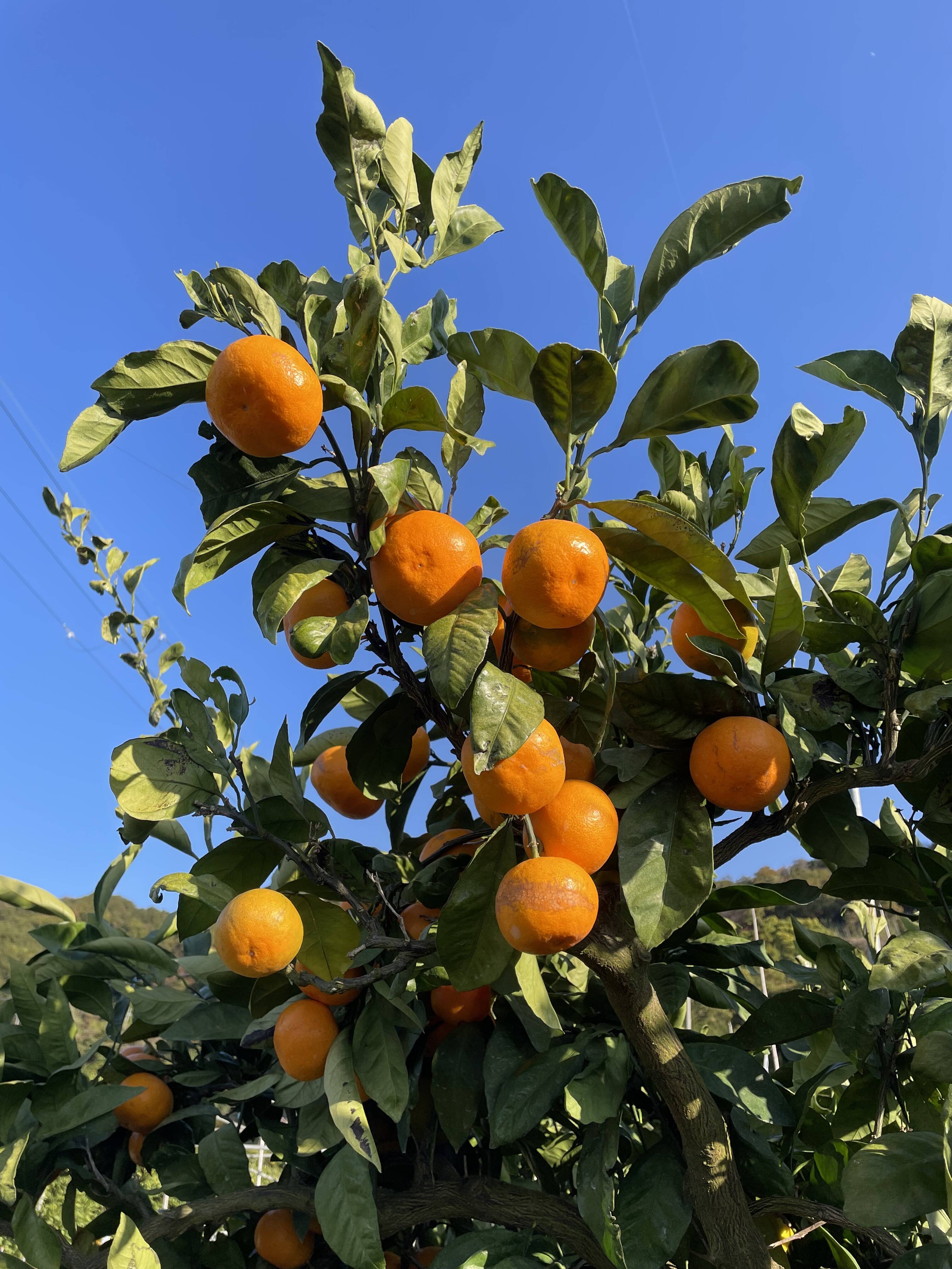 みかん 本場・下津蔵出しみかん】土壁蔵で木箱仕込みし寝かせた熟成みかん