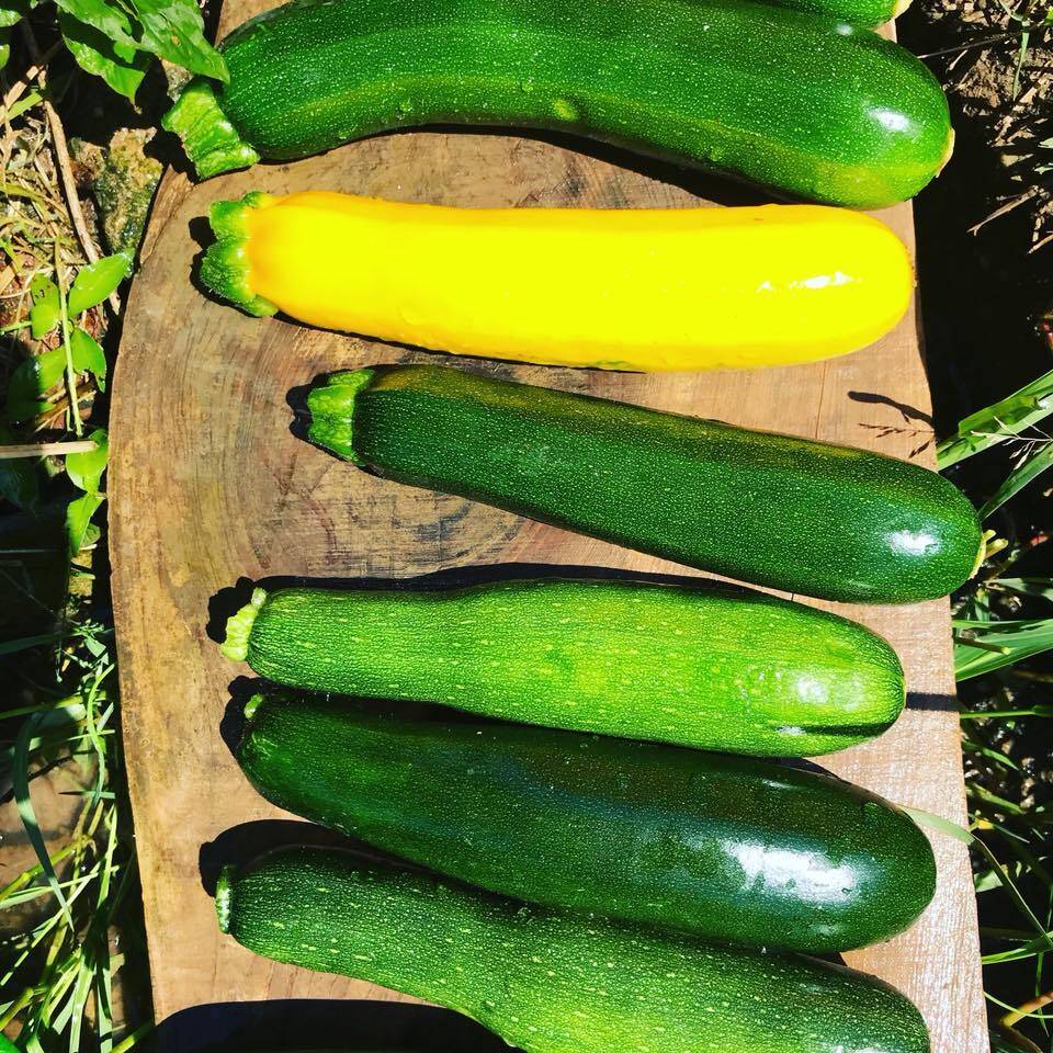 大き目サイズのズッキーニ １０本 愛知県産 食べチョク 農家 漁師の産直ネット通販 旬の食材を生産者直送