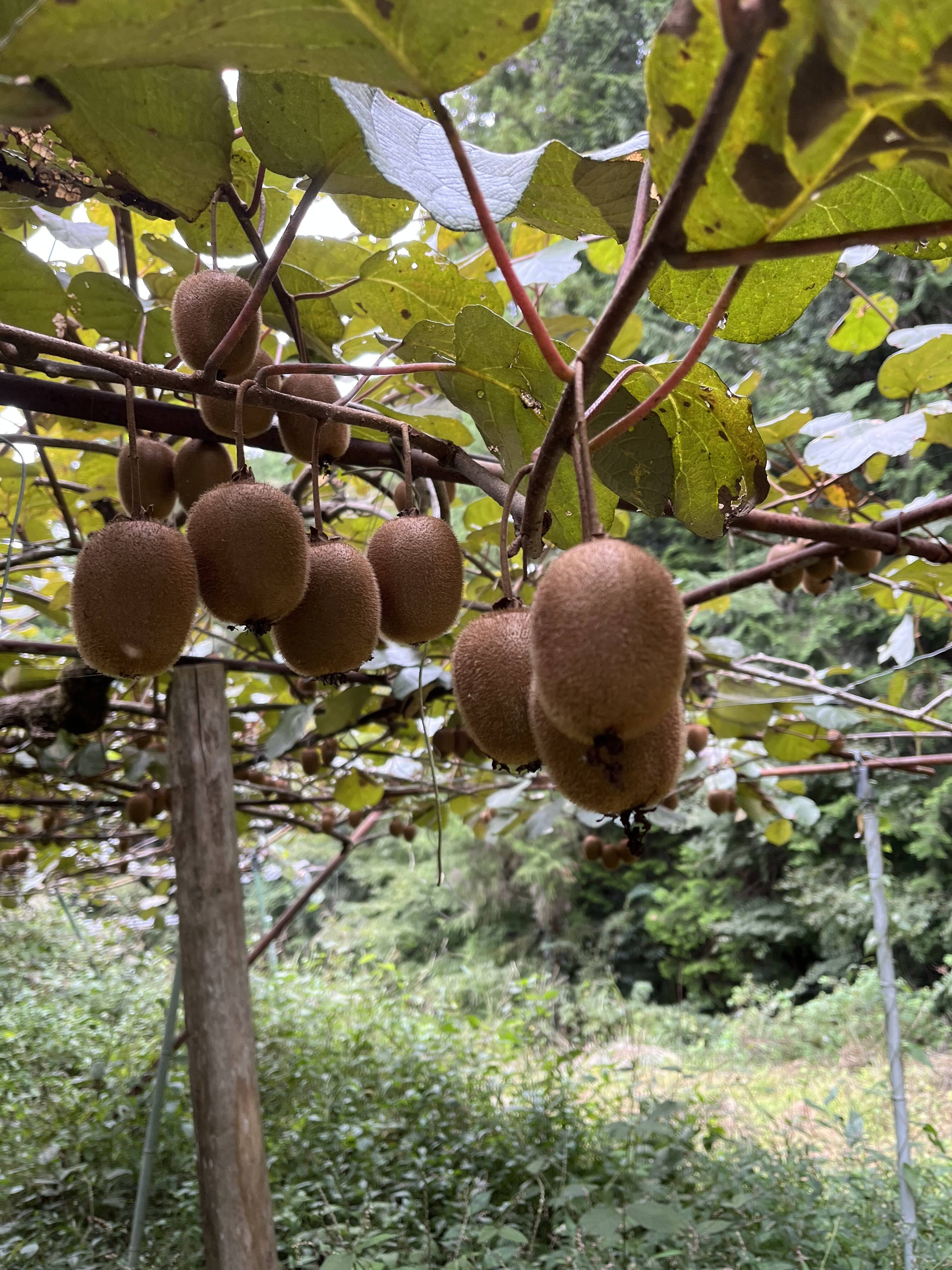 One Life 命の輝きへのレビュー・商品：静岡県｜食べチョク｜産地直送