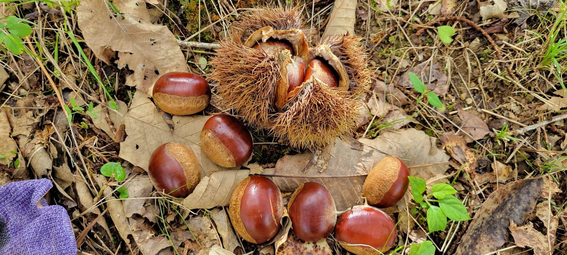 栽培期間中農薬不使用 幻の栗 利平 1kg：岡山県産の利平｜食べチョク