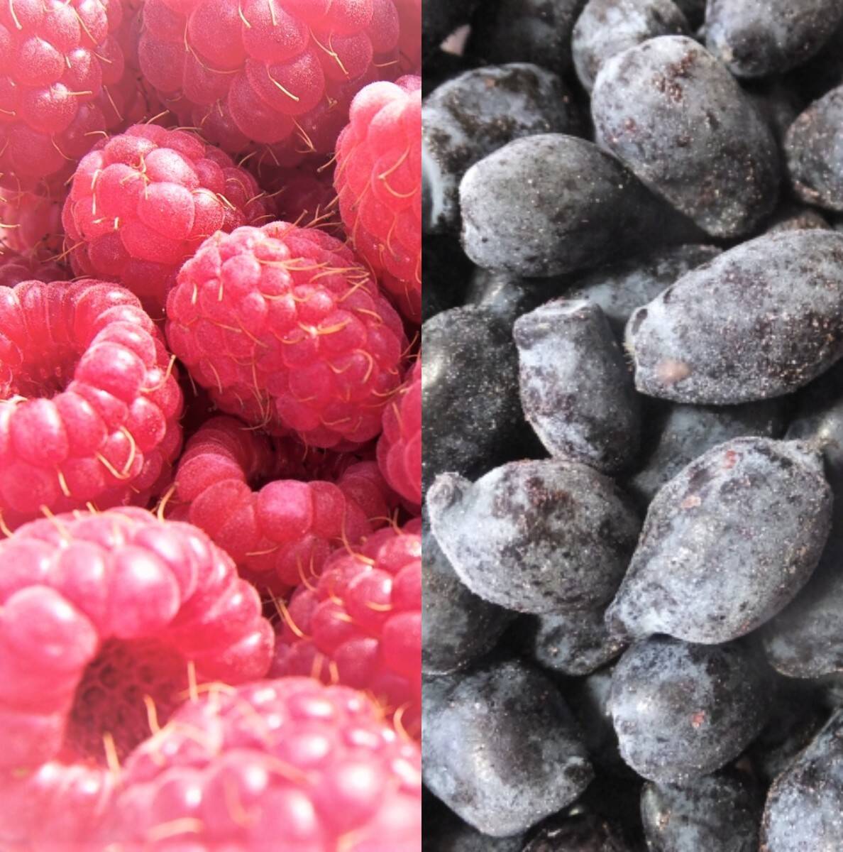 果樹５点セット　桃　りんご　葡萄　ブルーベリー　　　ハスカップ　ラズベリー 果樹5点セット 桃 りんご 葡萄 ブルーベリー ハスカップ ラズベリー