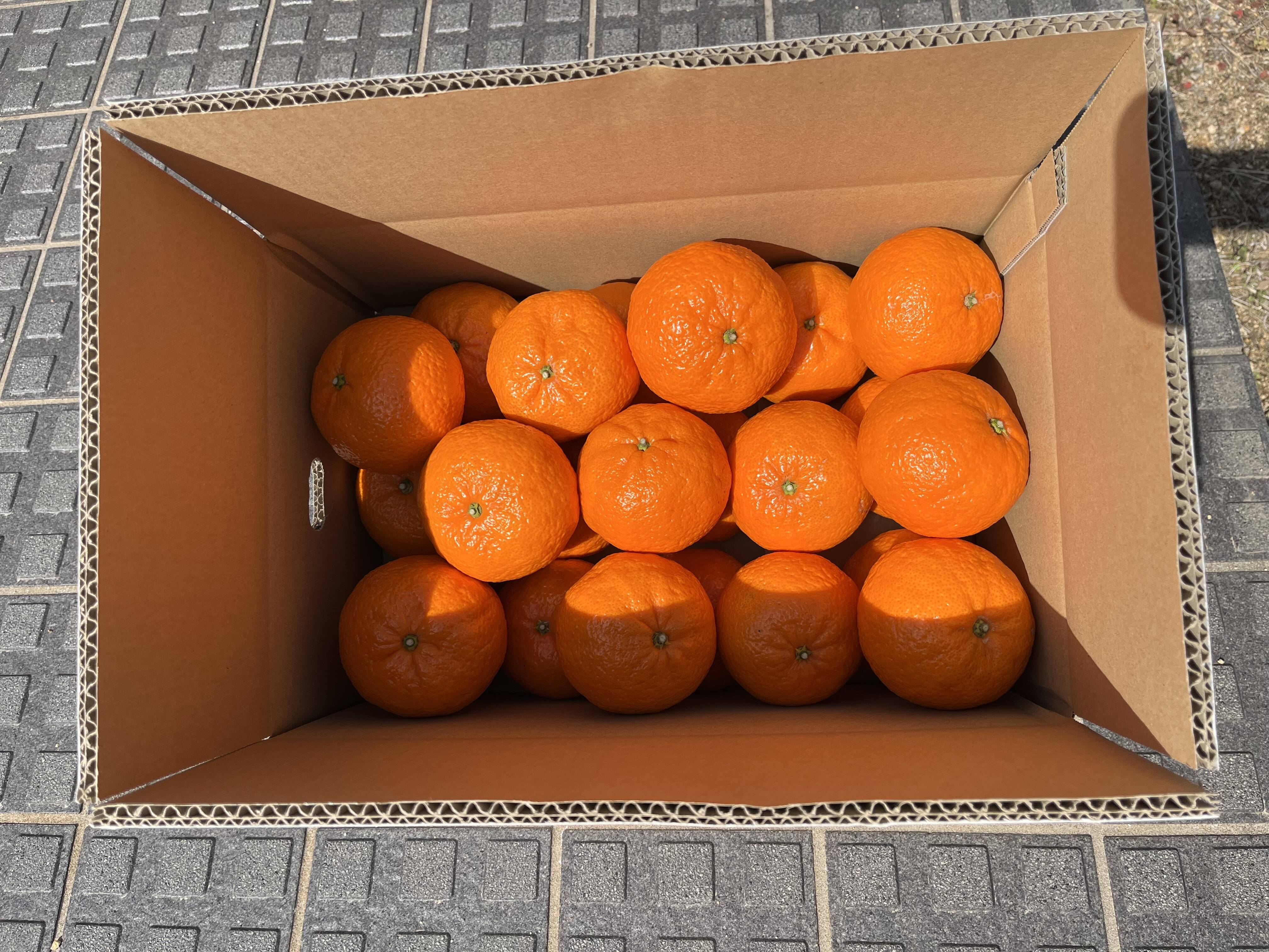 甘くて濃厚な津之輝 Lと2Lサイズ の混合 5キロ：香川県産のみかん