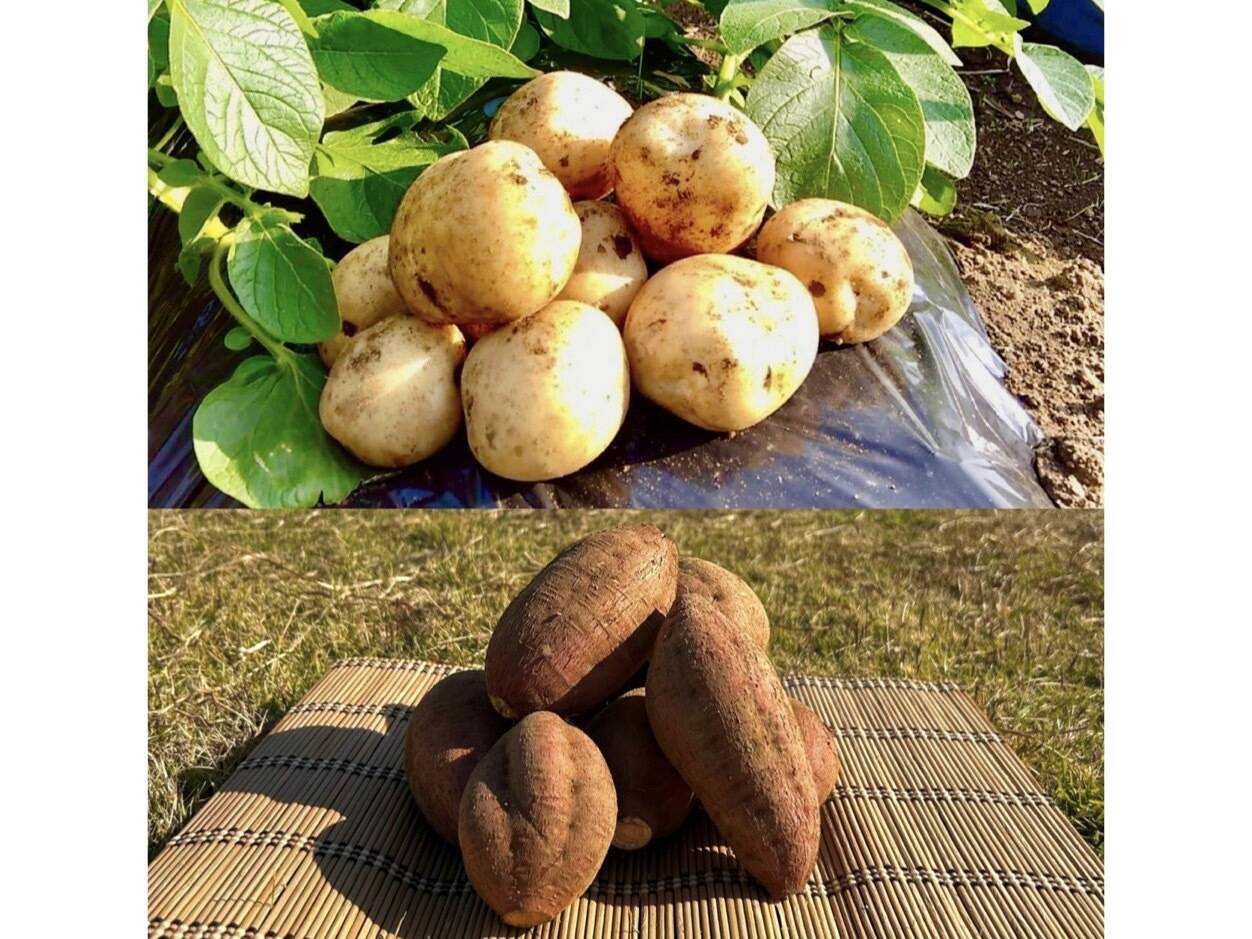 期間限定】種子島産 新じゃが(S・M・L)＆熟成安納芋(Lサイズ)｜合計