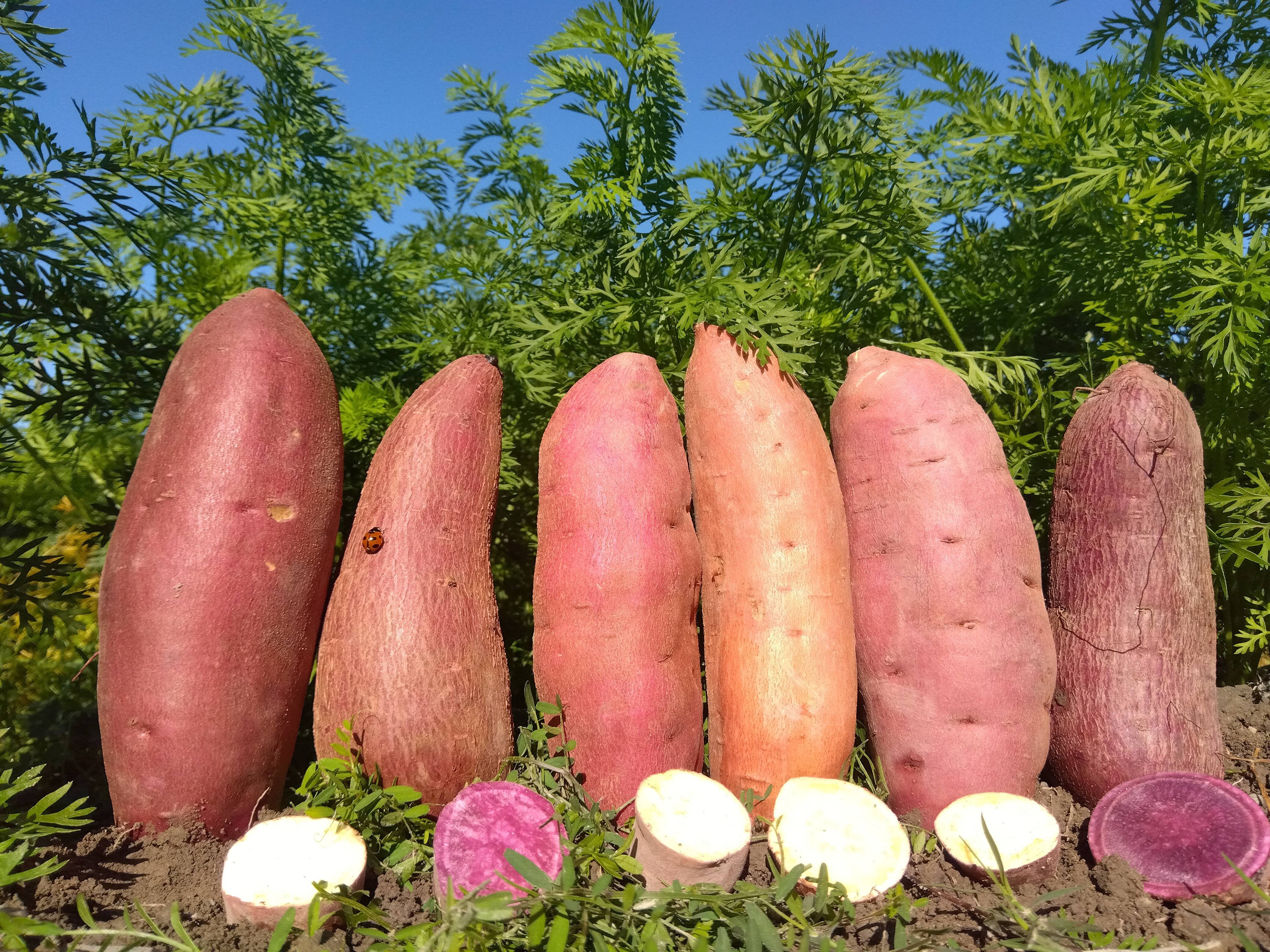 ☆10㎏・3種食べ比べ☆南国高知のサツマイモ おまけ付き：高知県産の