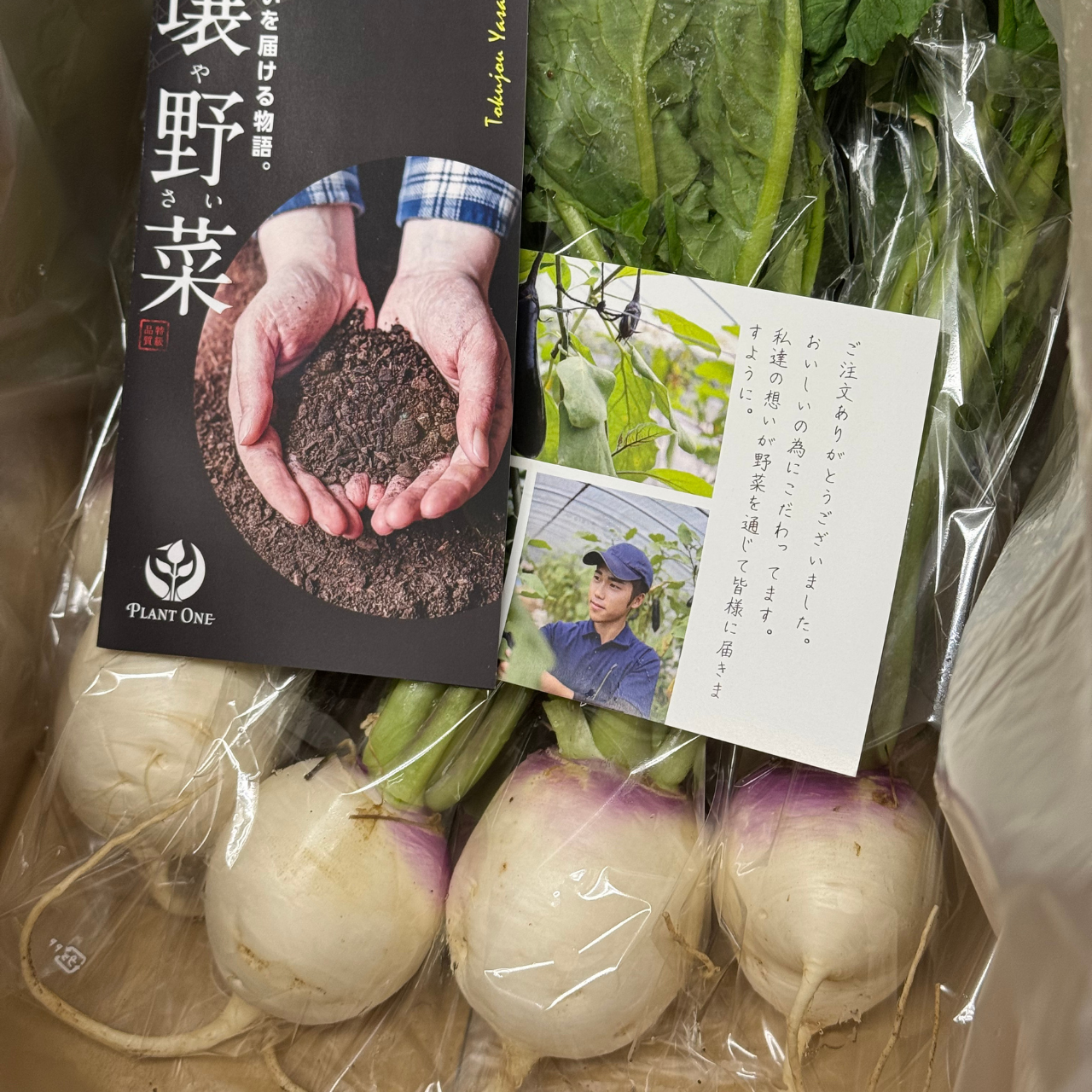 数量限定】あやめ雪カブ 10玉入り：熊本県産のあやめ雪｜食べチョク