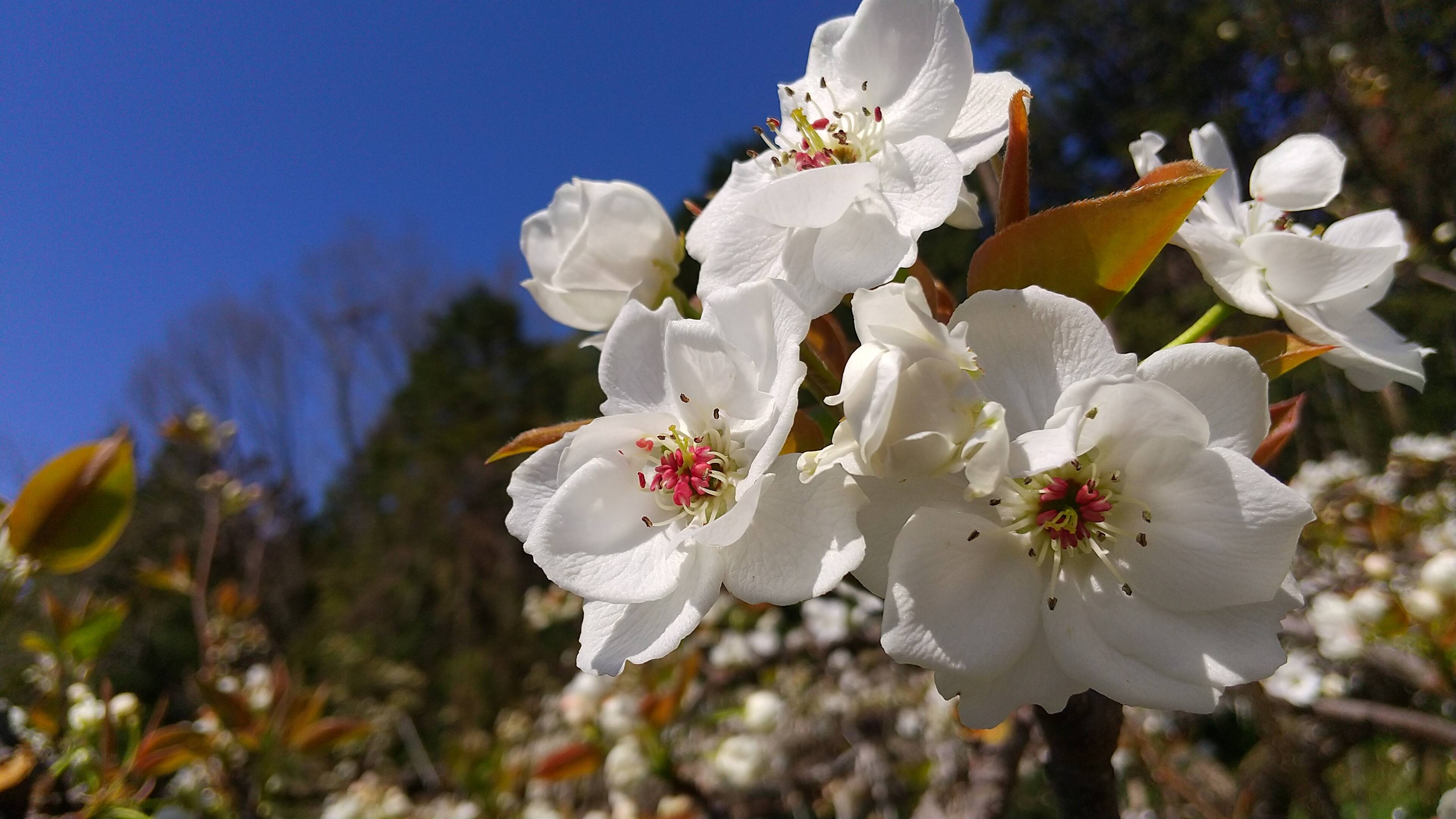 梨の花が満開です。｜食べチョク｜産地直送(産直)お取り寄せ通販