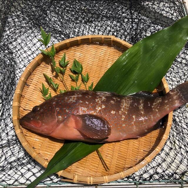 幻の魚 ｱｺｳ（ｷｼﾞﾊﾀ）0.2～0.4㎏/5匹：香川県産のその他魚｜食べチョク 
