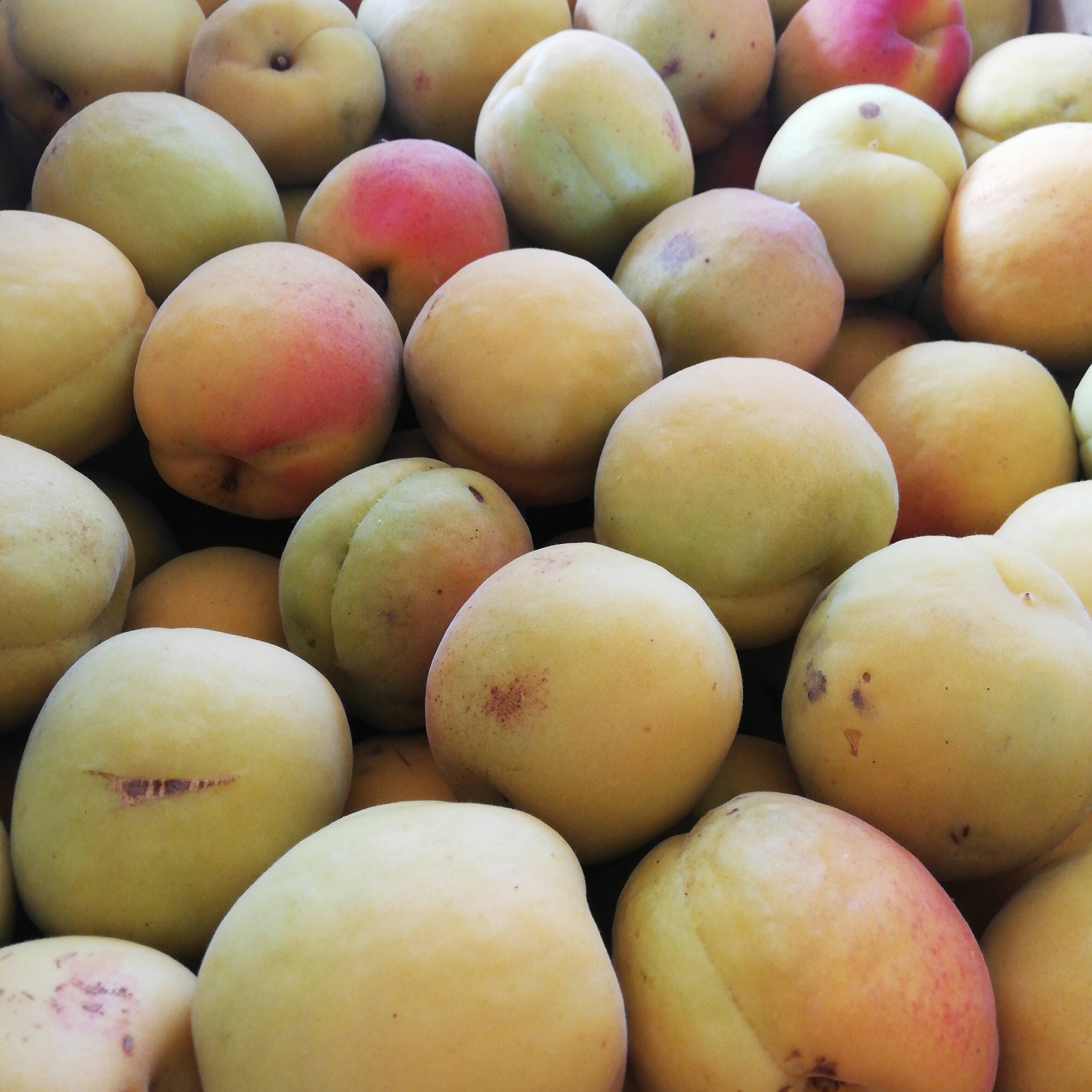 訳あり品】 大実あんず 加工用 5kg 山形県産：山形県産のその他あんず