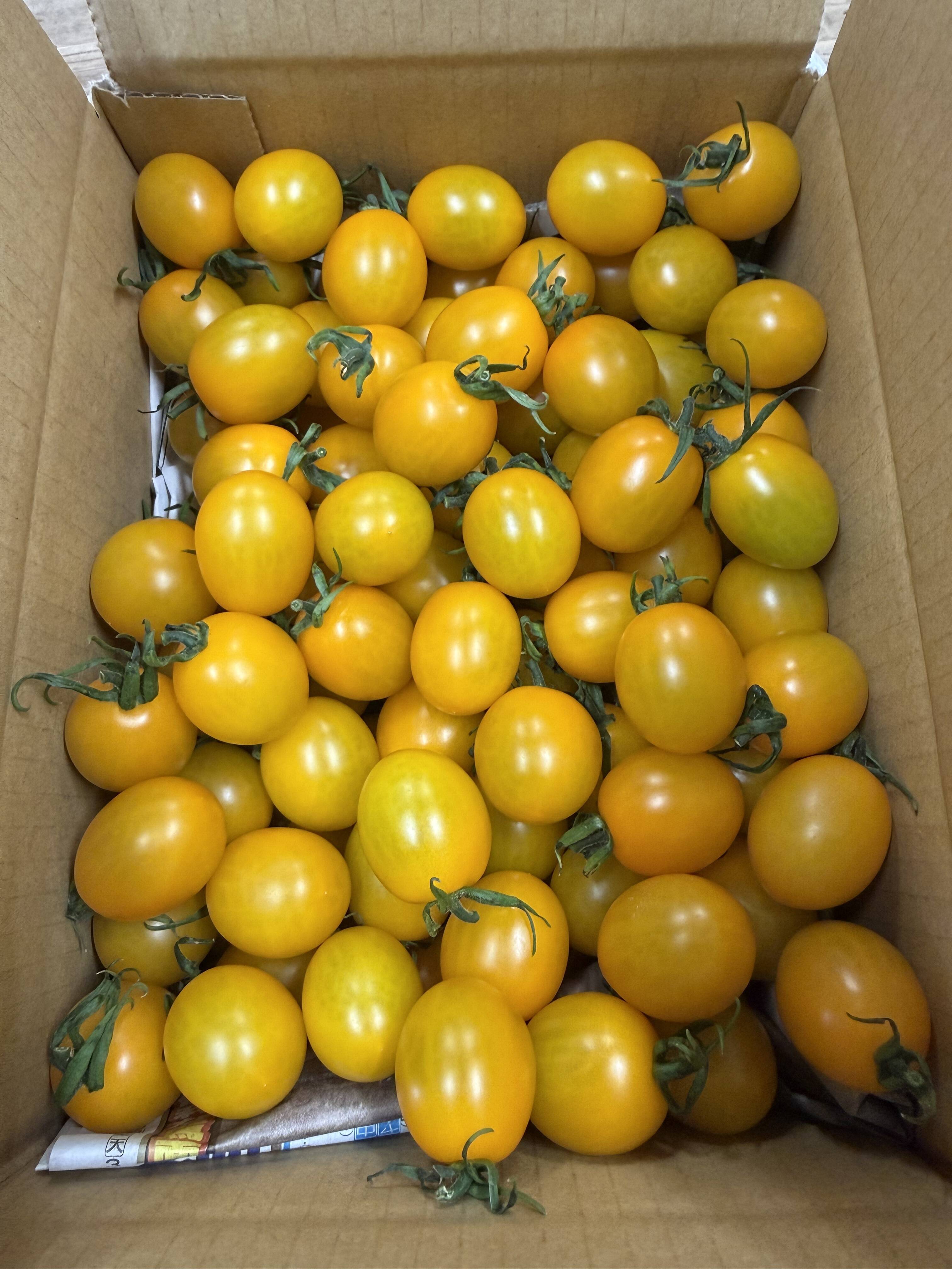 ミニトマト（イエロー)‼︎】♪新鮮・甘さもあり美味しいよ〜：愛知県産