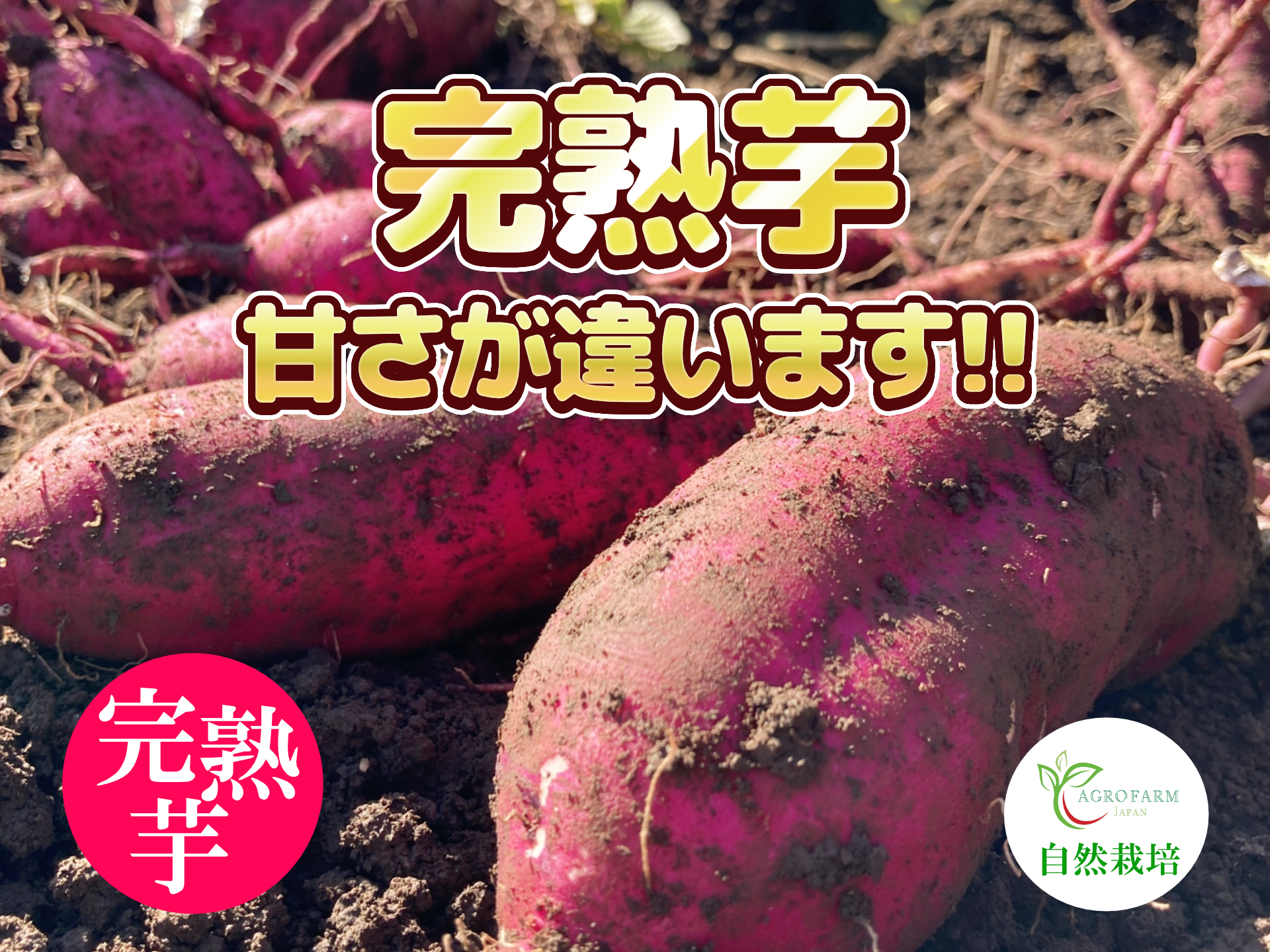 〇 6か月間熟成しました 〇 完熟芋10kg🍠農薬不使用 紅はるか（10kg