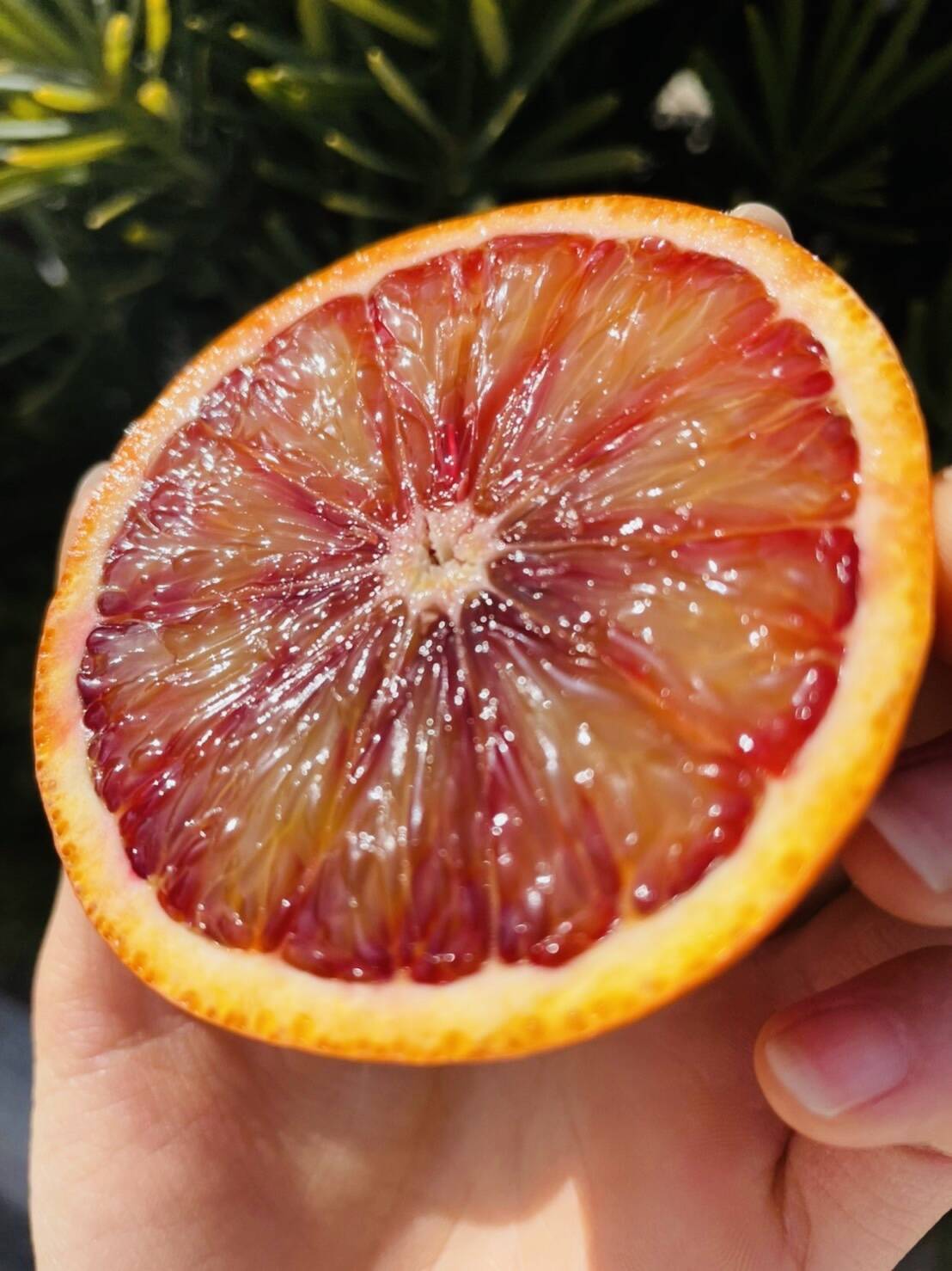 ブラッドオレンジ 「タロッコ」の販売開始！｜食べチョク｜産地直送