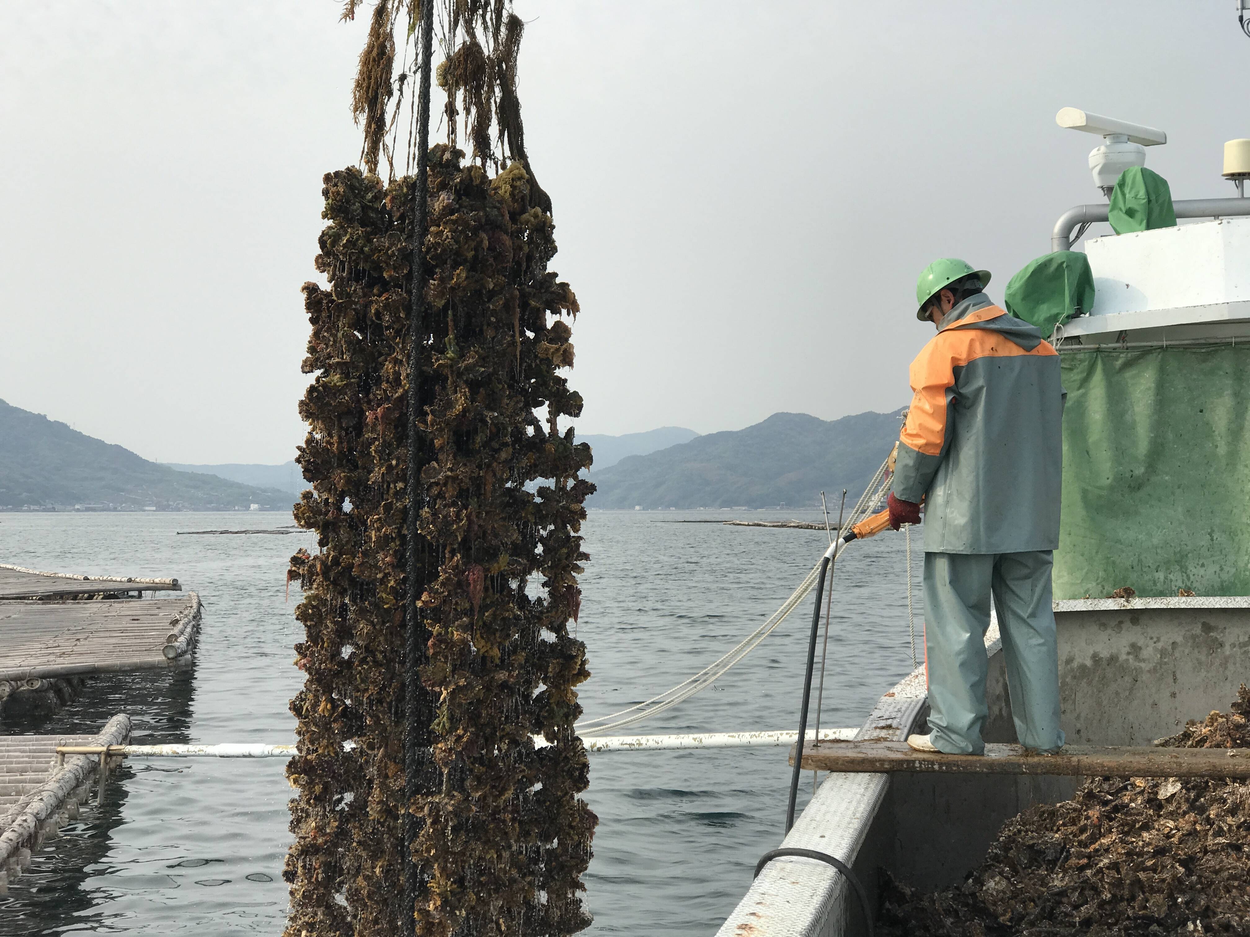 79 Off 広島県倉橋島産 かきフライ 約 25gｘ個 500g 冷凍食品以外の商品との混載はできません Supplystudies Com