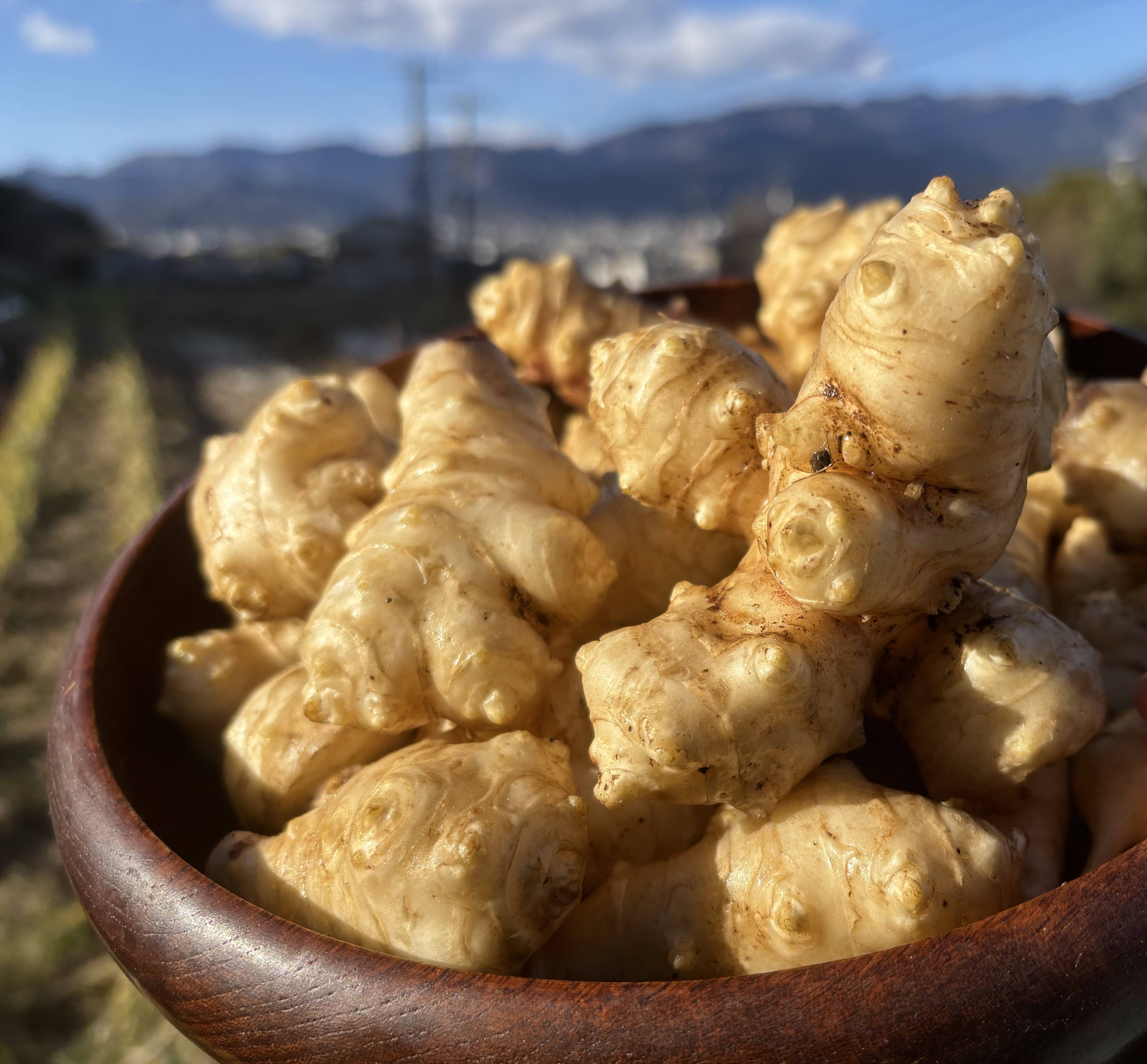 自然栽培】丹沢山麓のスーパーフード菊芋2kg 農薬不使用・肥料不使用