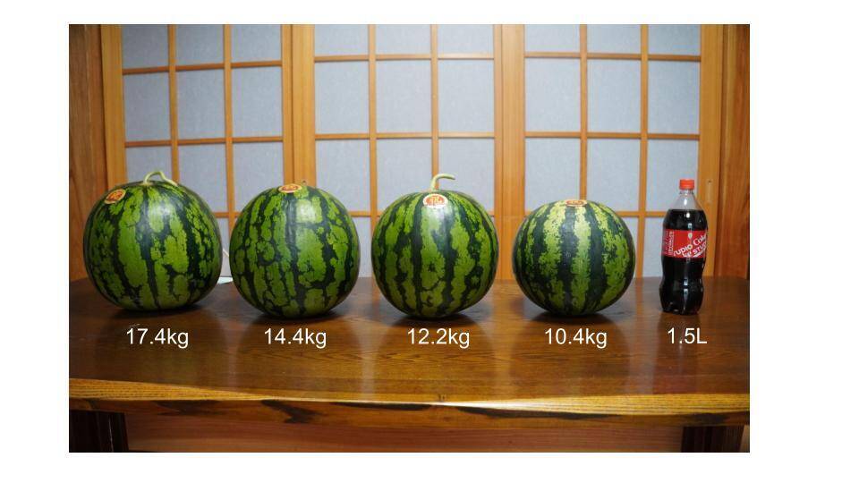 スイカ(14kg級)：宮崎県産のその他スイカ｜食べチョク｜産地直送(産直