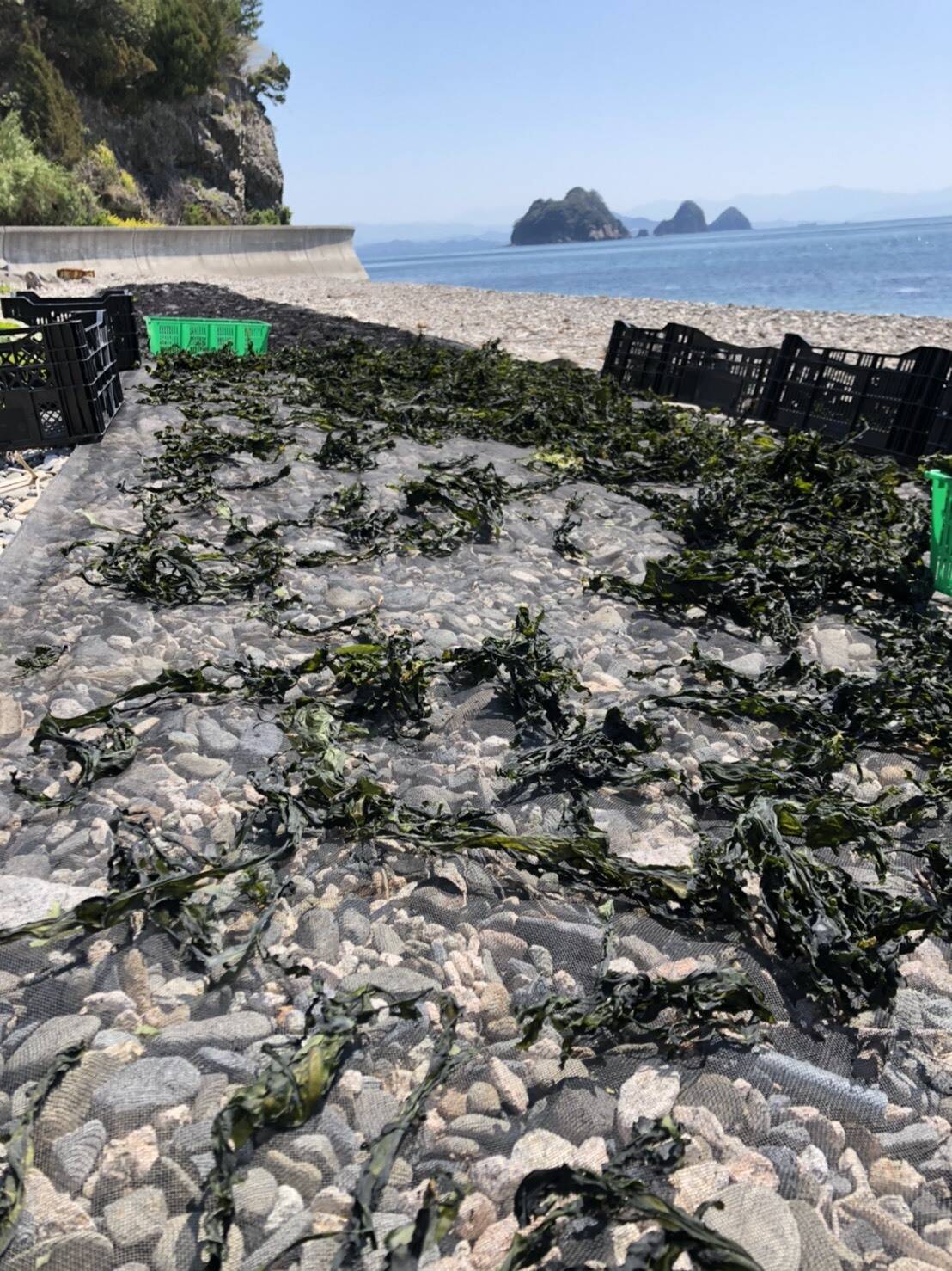 食べチョク 二神島産 潮風香る わかめ30g ひじき40g 自然栽培 魚介類 Portalfield News