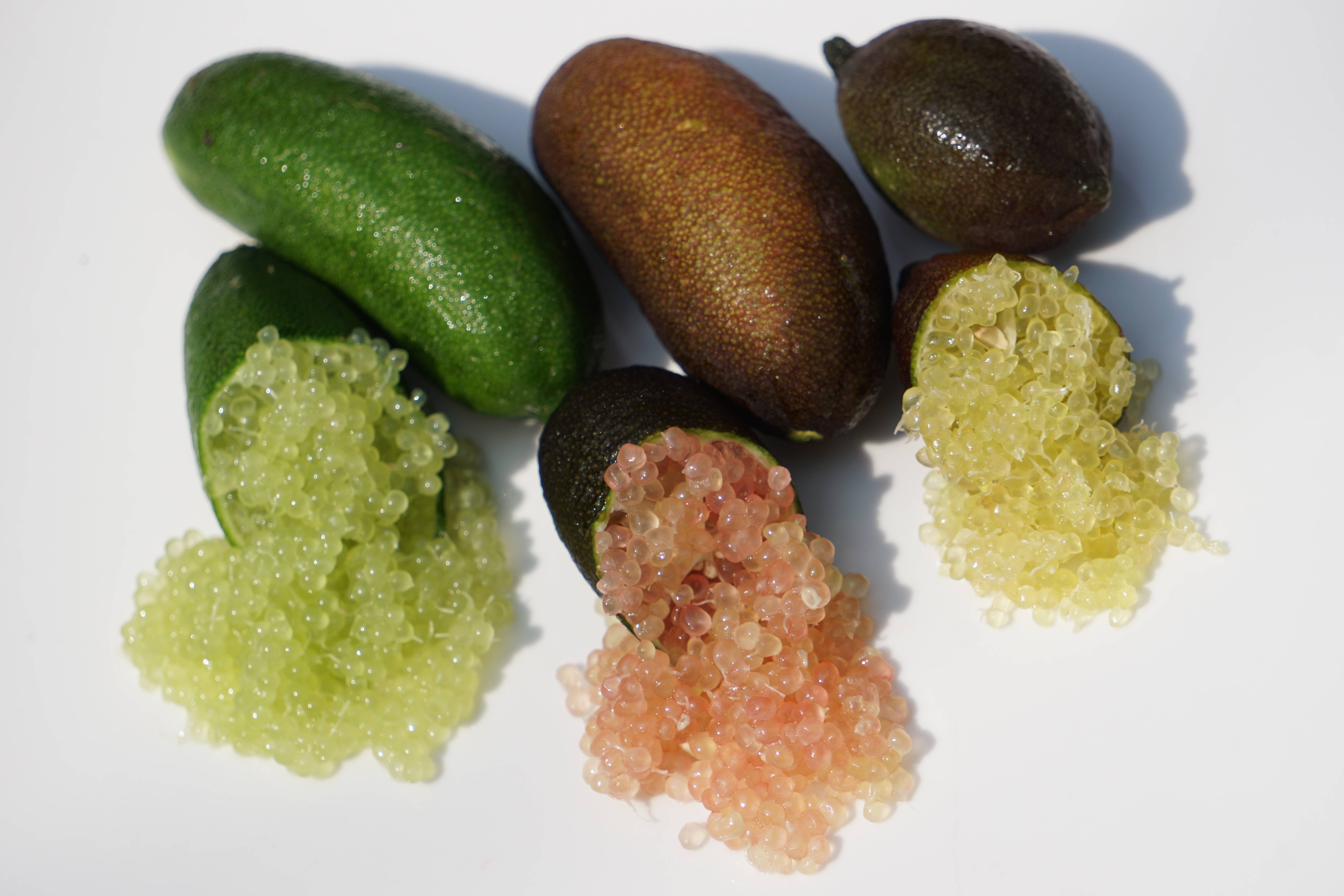 話題の柑橘！！ フィンガーライム 100g！：愛媛県産のみかん・柑橘類