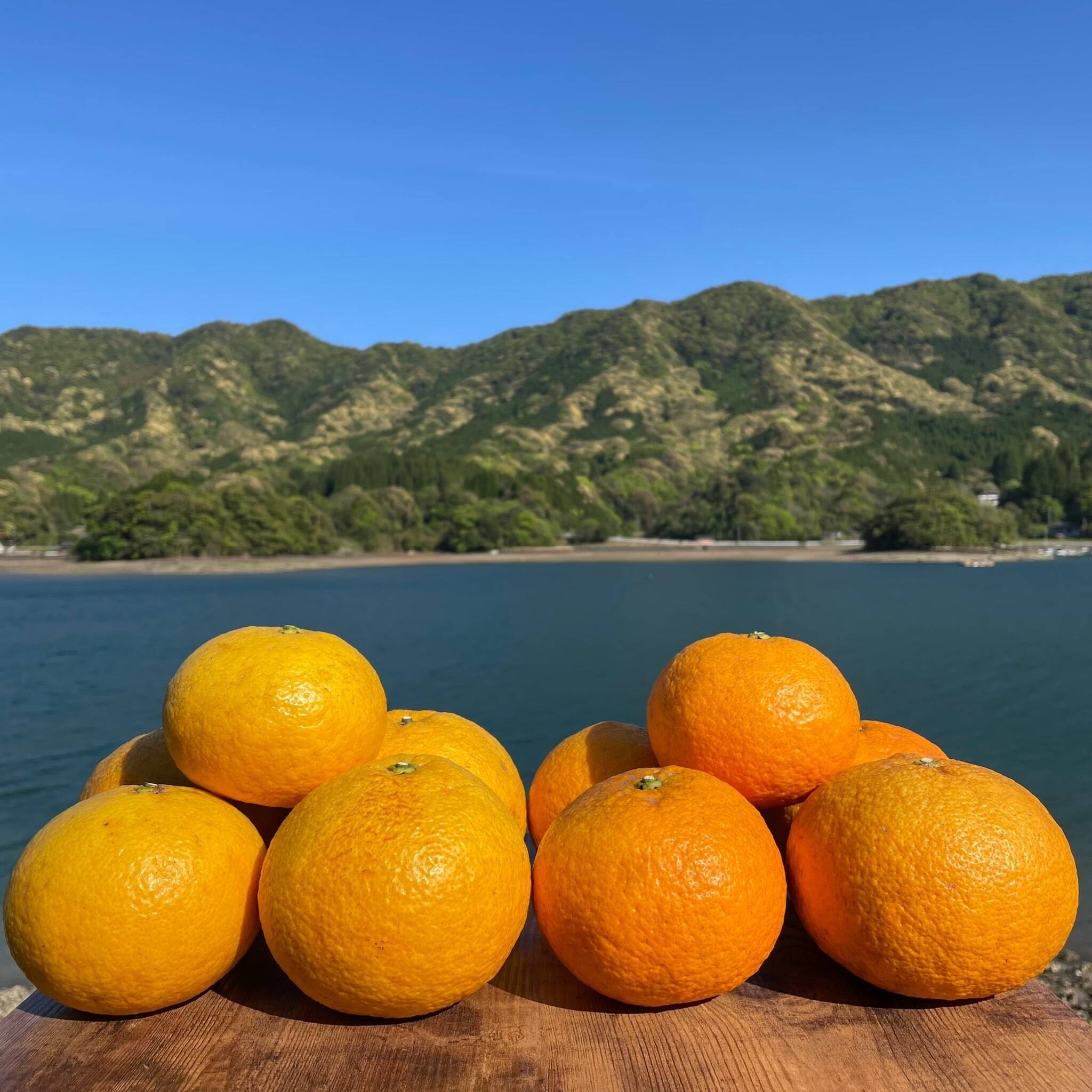 甘夏&紅甘夏 栽培期間中農薬不使用 柑橘セット 箱込み4kg 【柑橘食べ